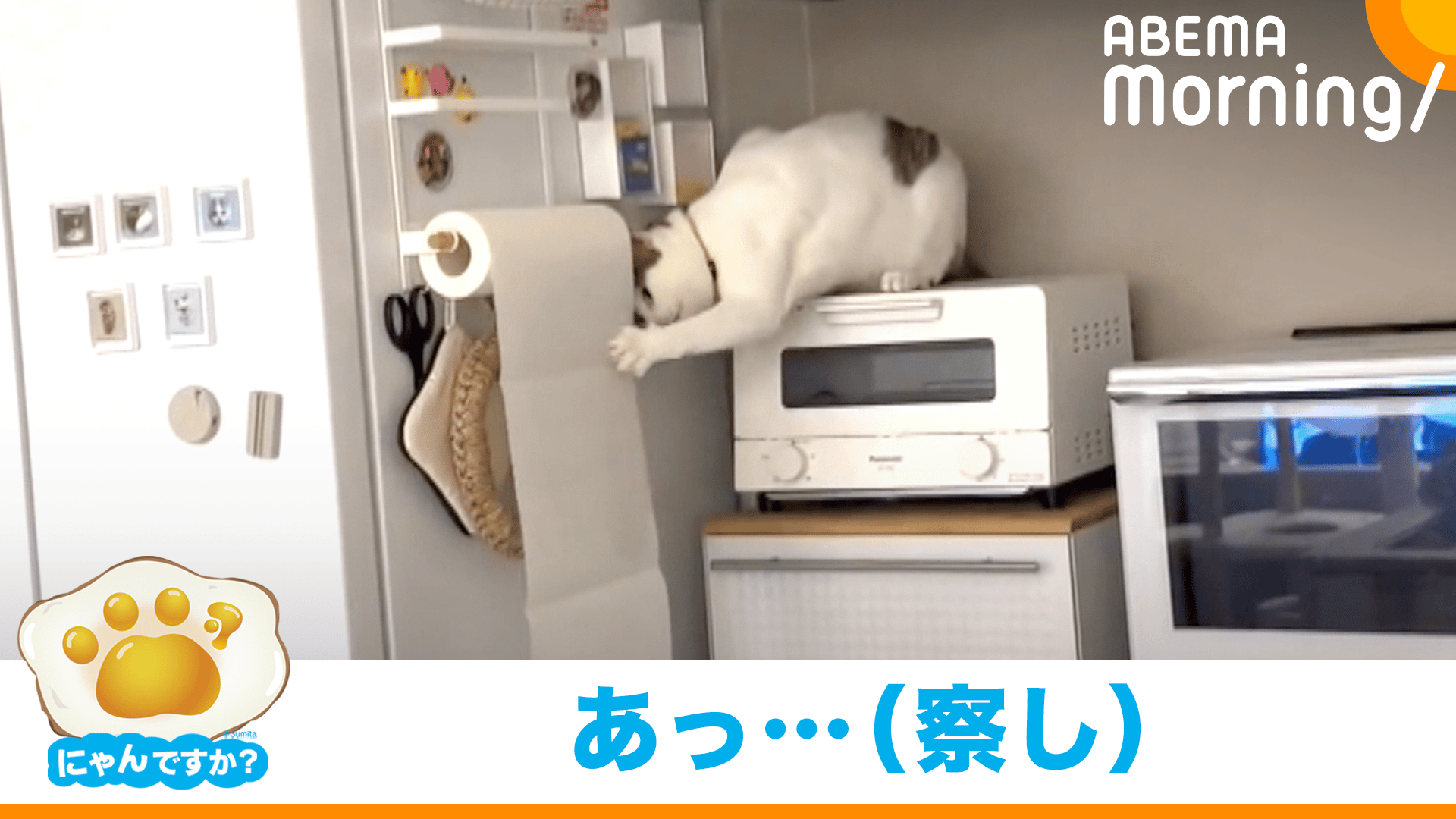 ネコ絶望 いたずらでキッチンペーパーが滝のように… - ABEMA Morning 