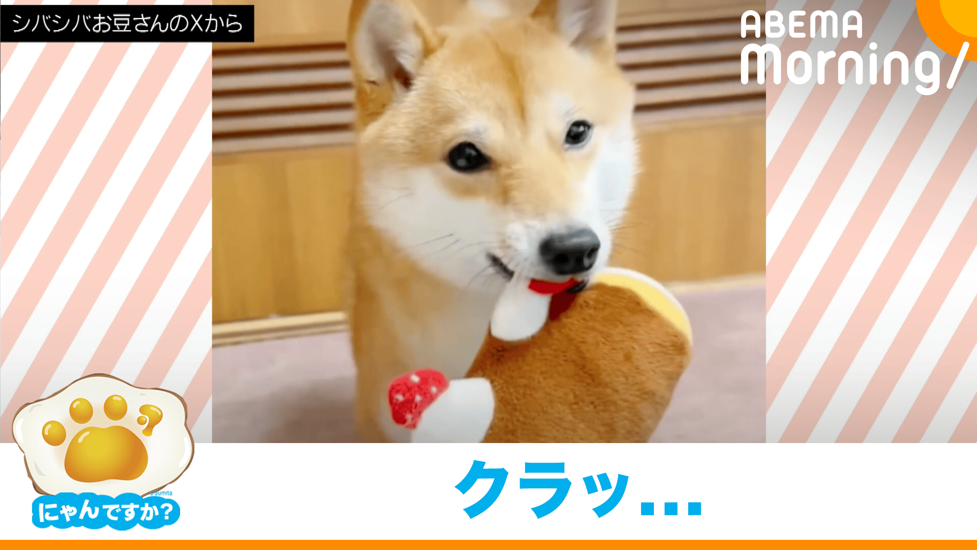 頭振りすぎでよろける柴犬|にゃんですか - ABEMA Morning【平日あさ7時