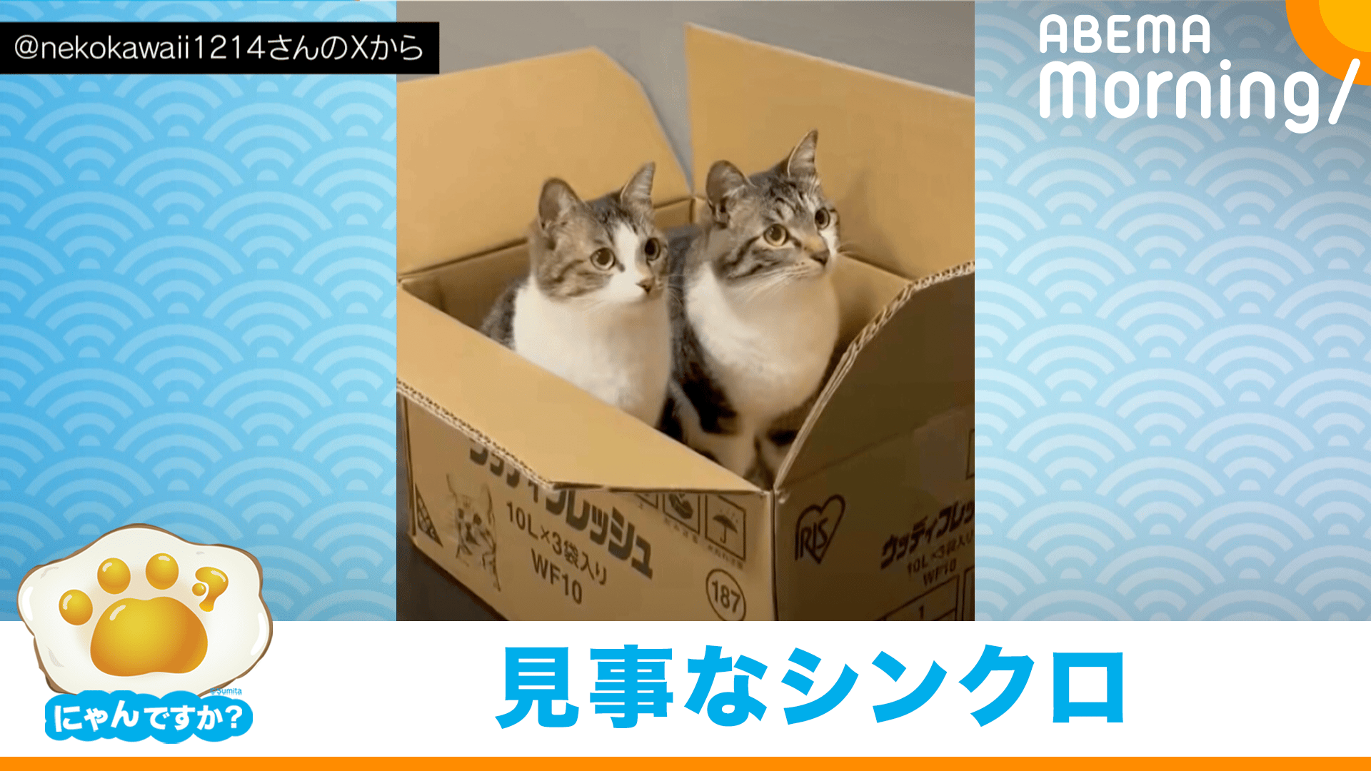 にゃん太パパ＆ママ確認用です 【公式通販】