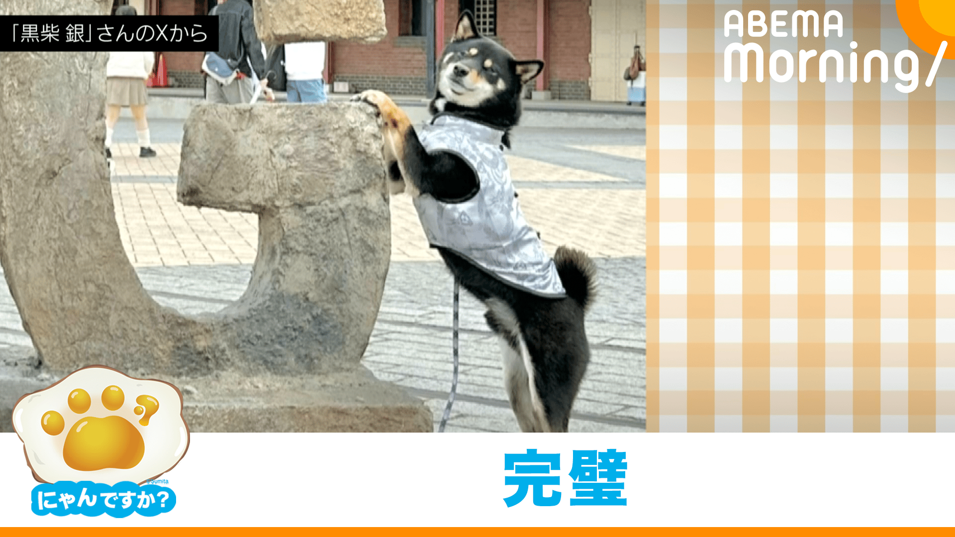 ドヤ顔がたまらない！柴犬の完璧ポージング