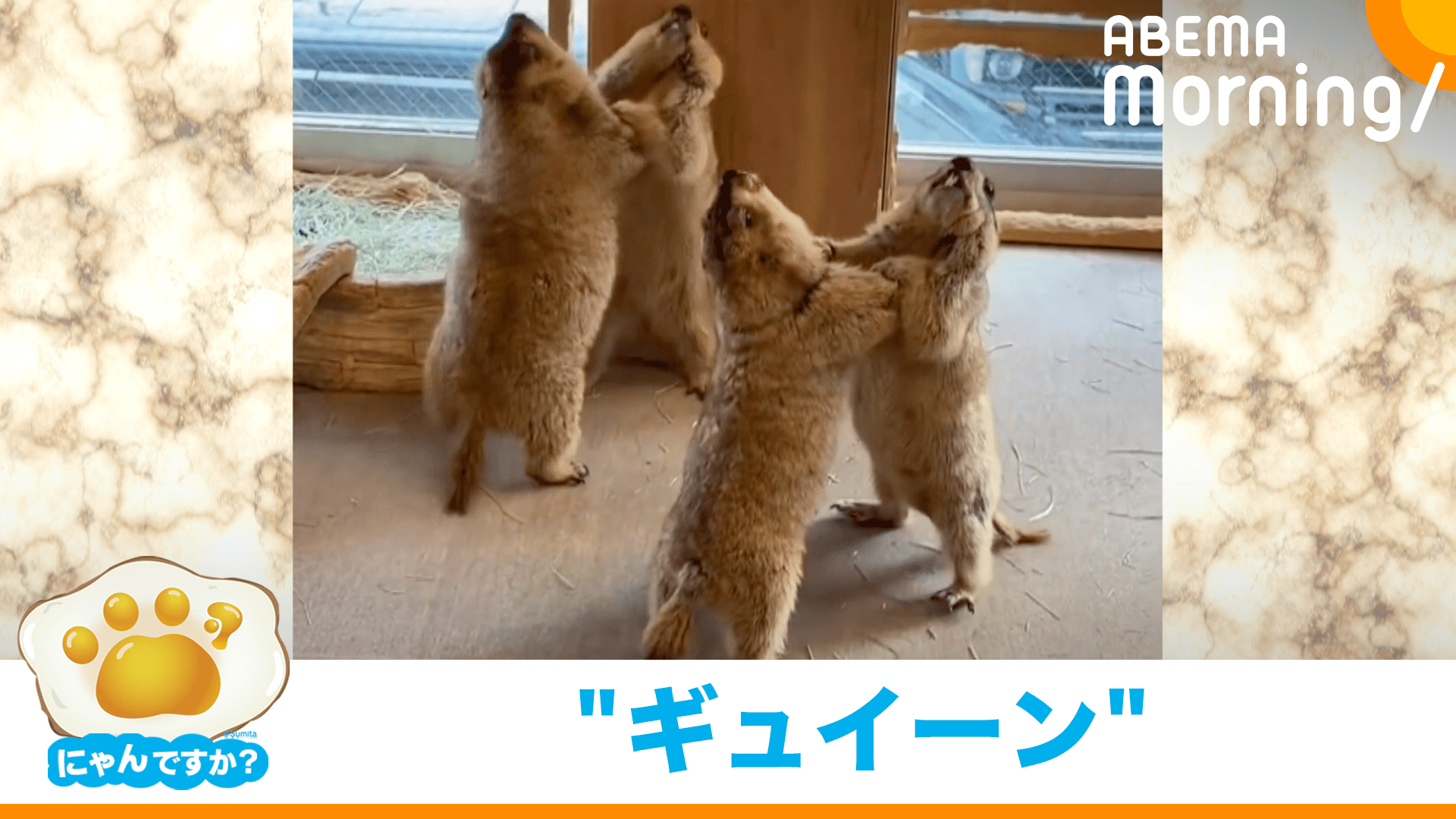 にゃんですか」あくび編 - ABEMA Morning【平日あさ7時〜生放送
