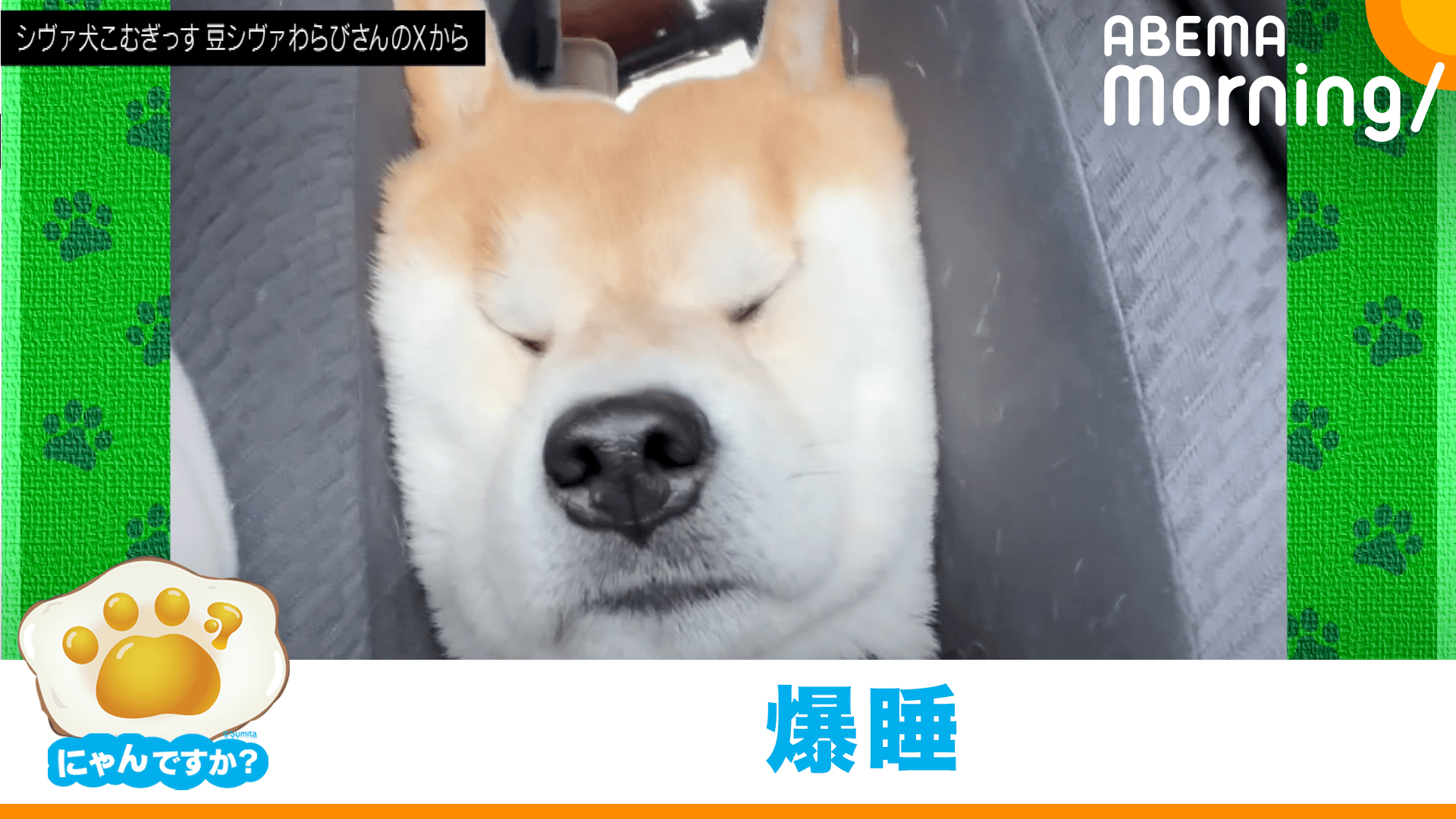 ハプニングで不機嫌に!?うるんだ瞳で見つめる犬(ポメラニアン)|にゃん