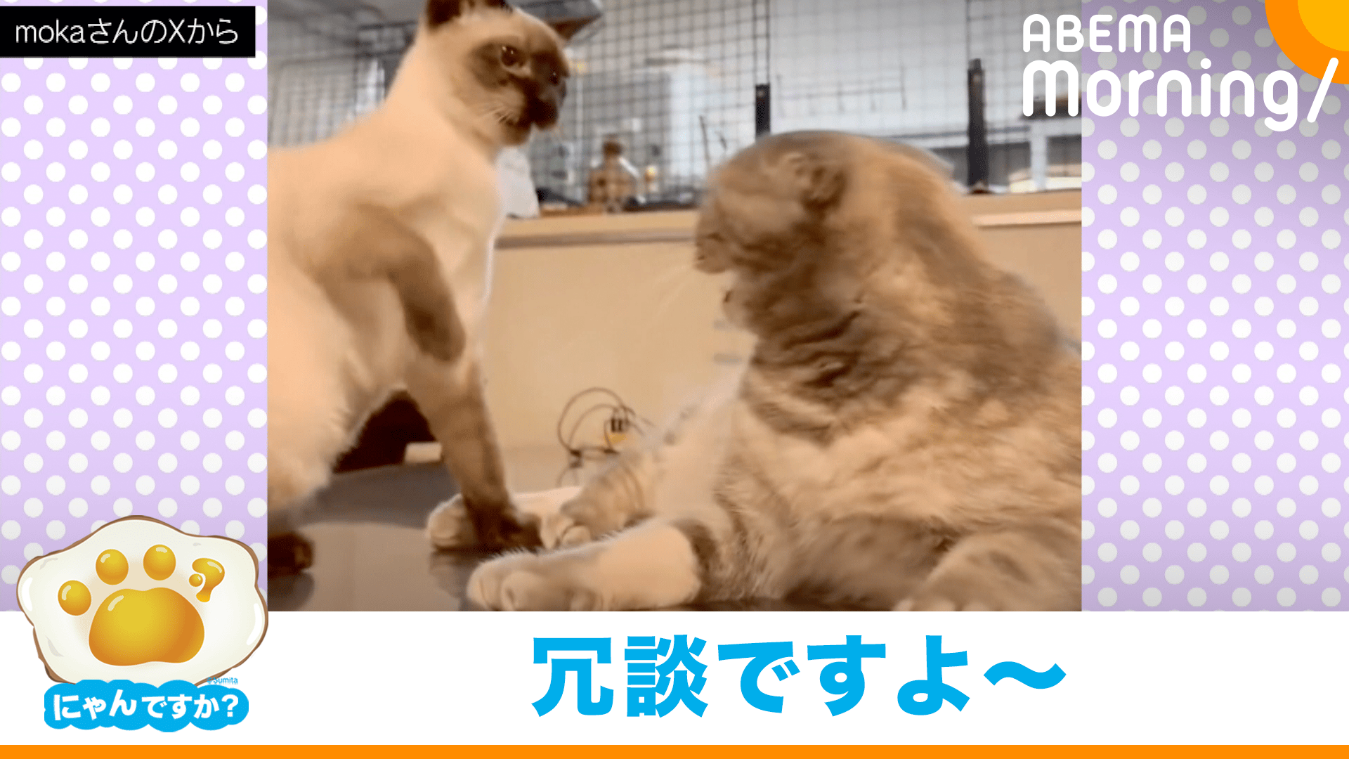 にゃんですか」イライラ猫編 - ABEMA Morning【平日あさ7時〜生放送
