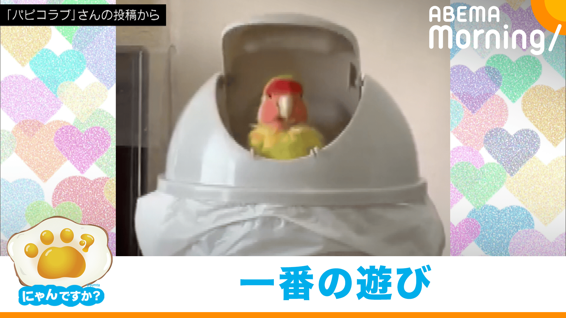 ハプニングで不機嫌に!?うるんだ瞳で見つめる犬(ポメラニアン)|にゃん