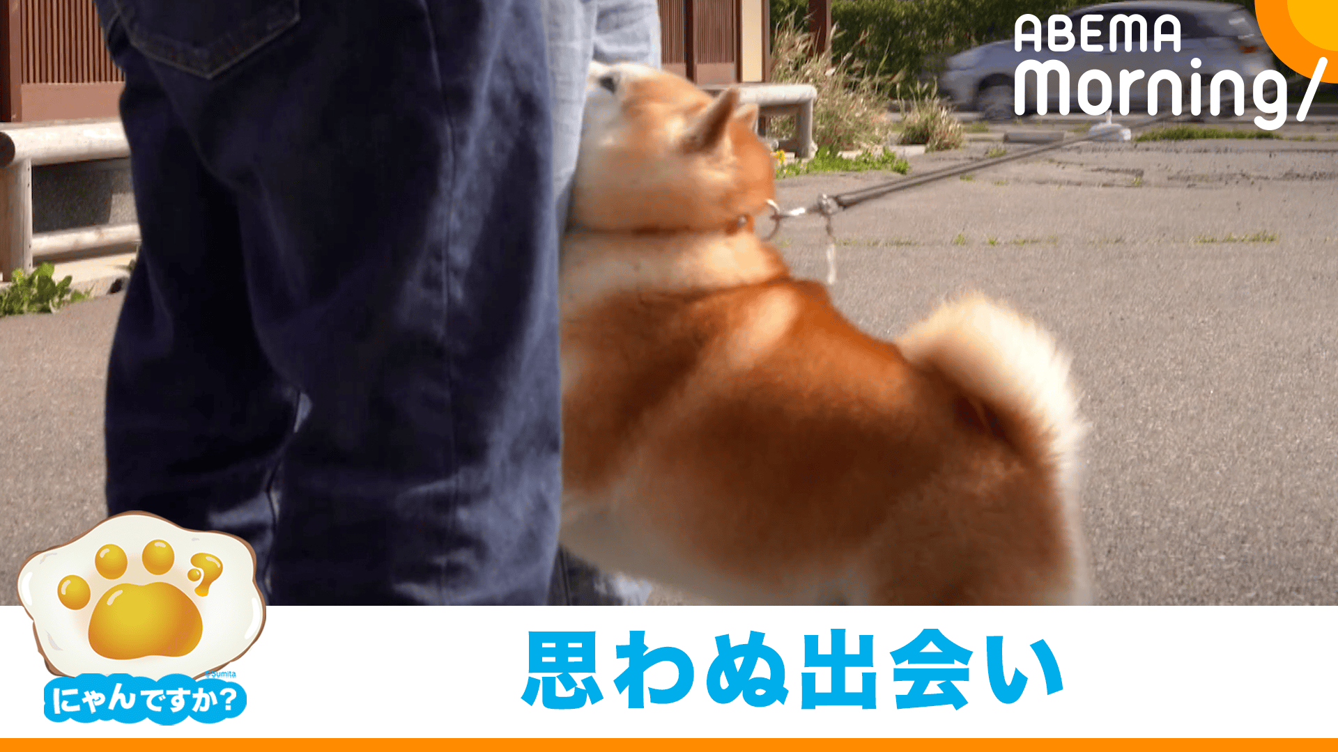 にゃんですか」あくび編 - ABEMA Morning【平日あさ7時〜生放送