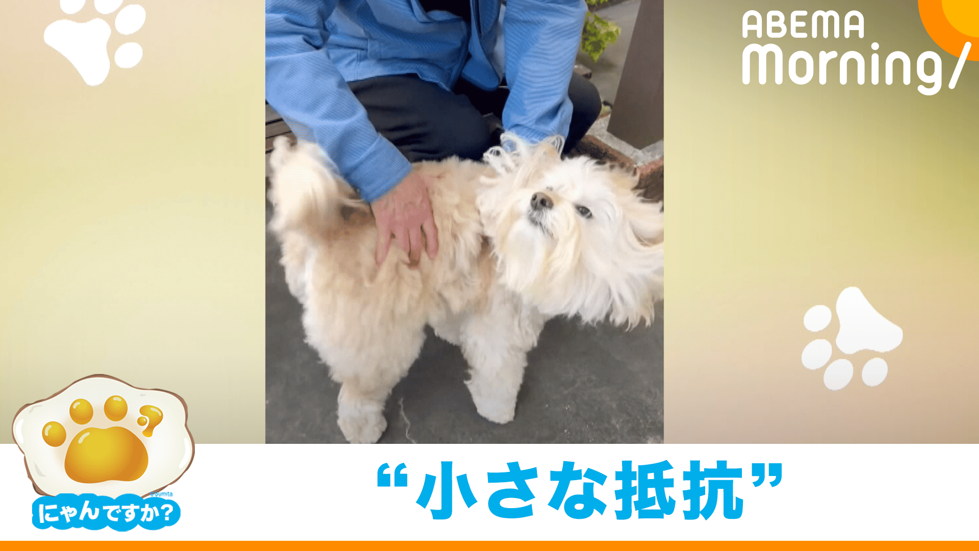 べつにほしくないし」 まるで人間な犬|にゃんですか - ABEMA Morning
