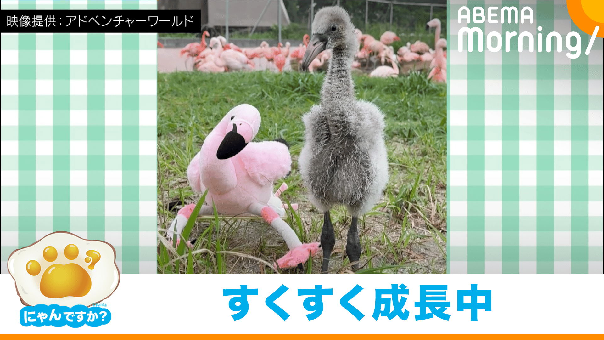 飛んだり転んだり大忙し…フラミンゴの赤ちゃん｜にゃんですか - ABEMA