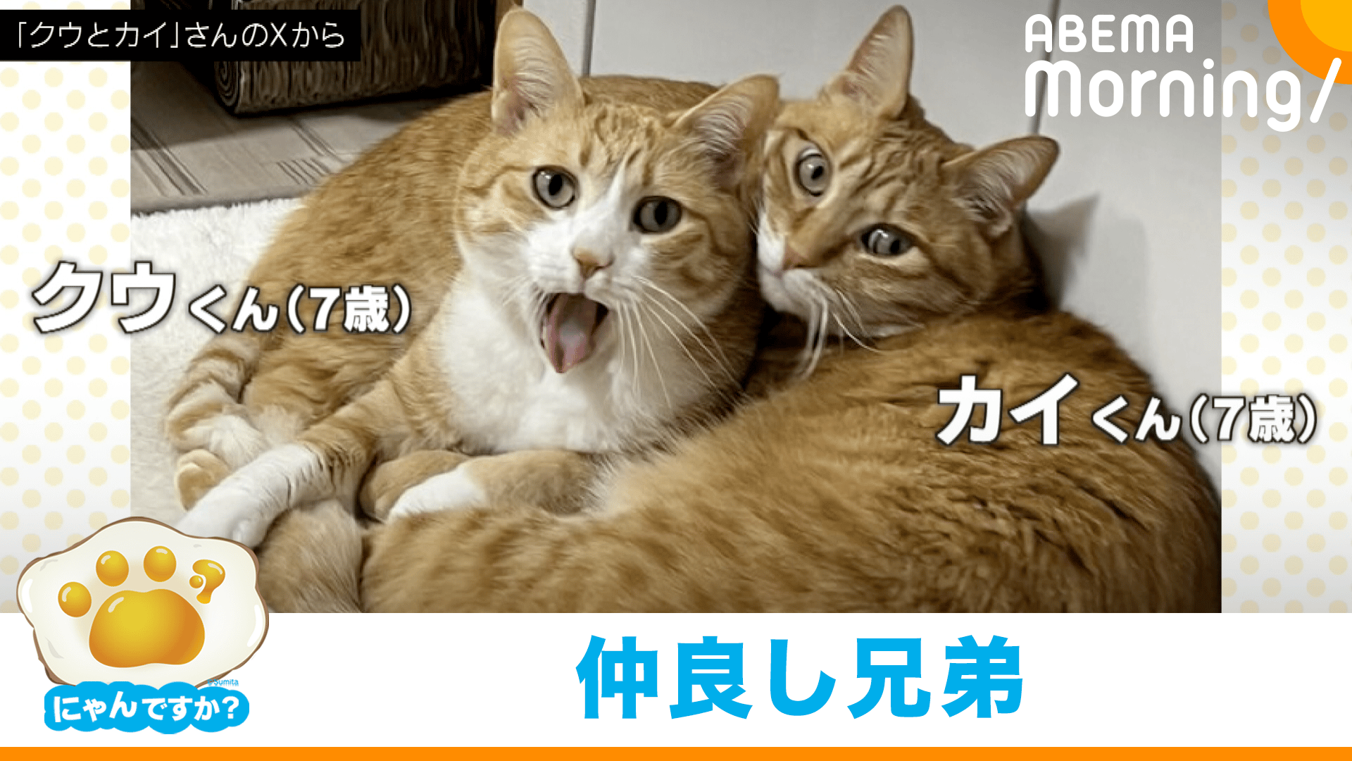 ネコとウサギの