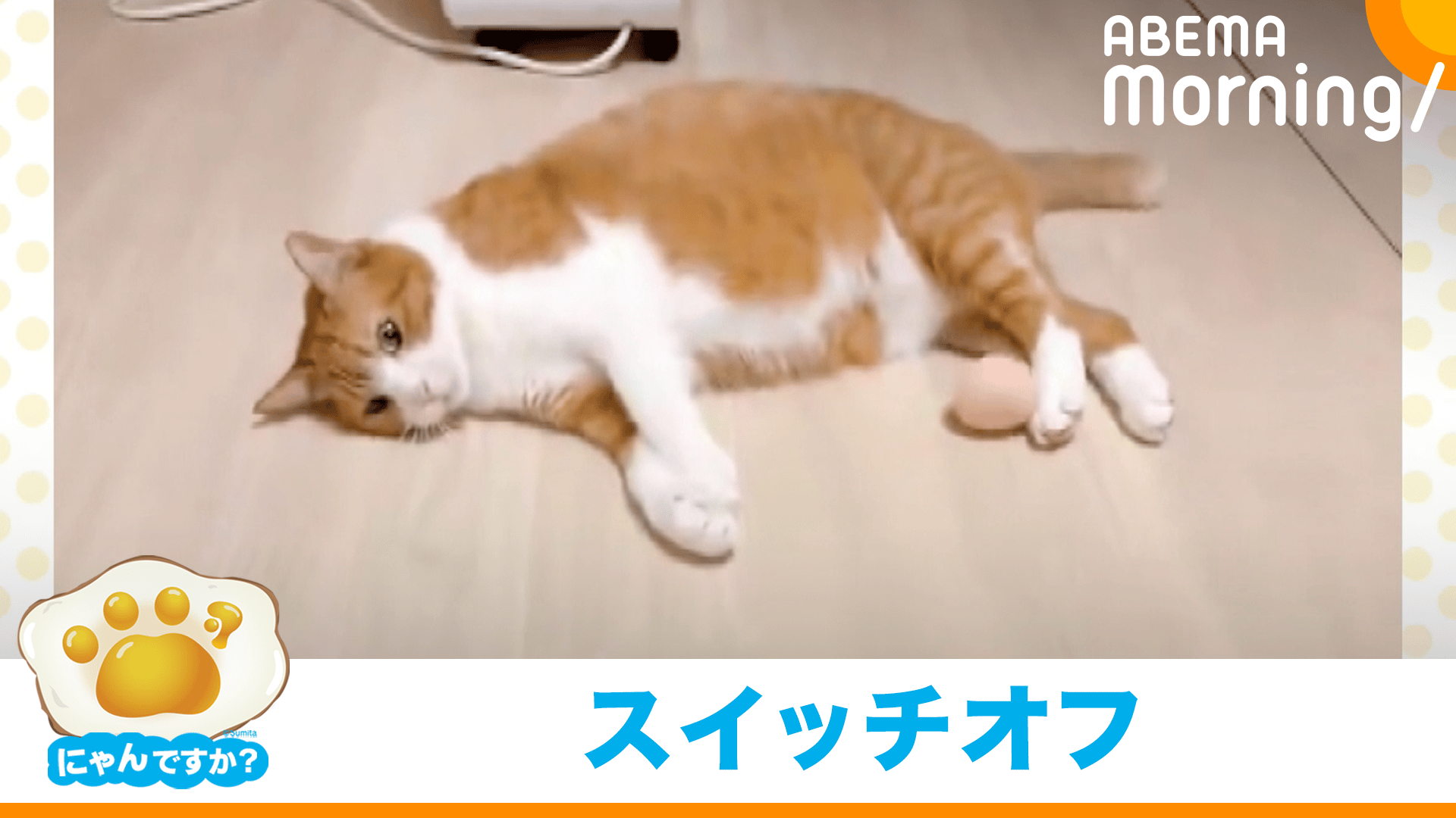 ハプニングで不機嫌に!?うるんだ瞳で見つめる犬(ポメラニアン)|にゃん