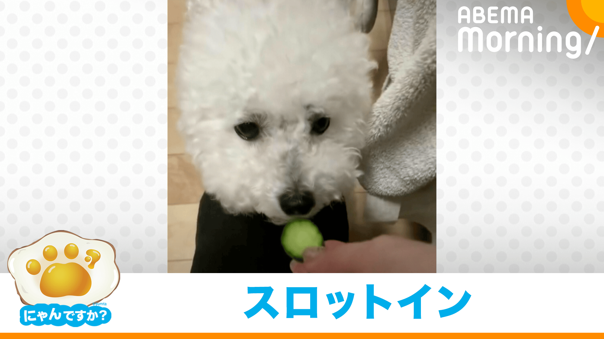 ハプニングで不機嫌に!?うるんだ瞳で見つめる犬(ポメラニアン)|にゃん