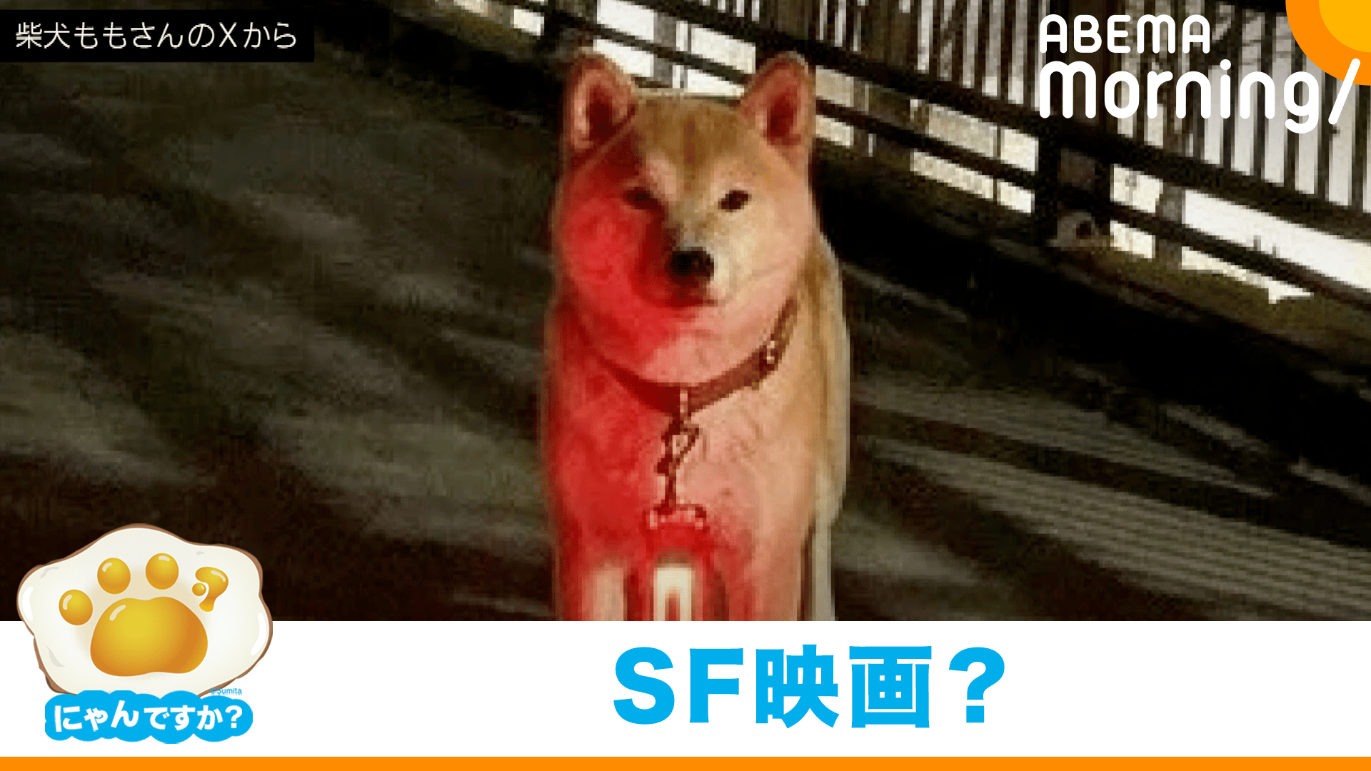 ハプニングで不機嫌に!?うるんだ瞳で見つめる犬(ポメラニアン)|にゃん