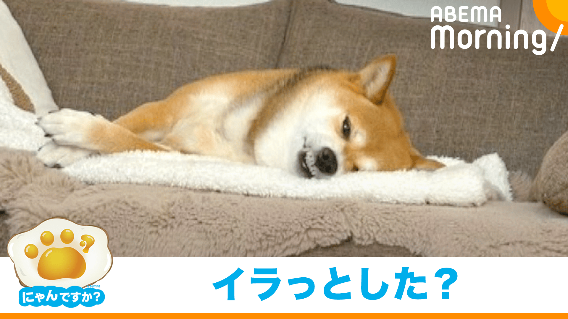寝てると思ったらこっち見て「ムキ―ッ」とする柴犬|にゃんですか