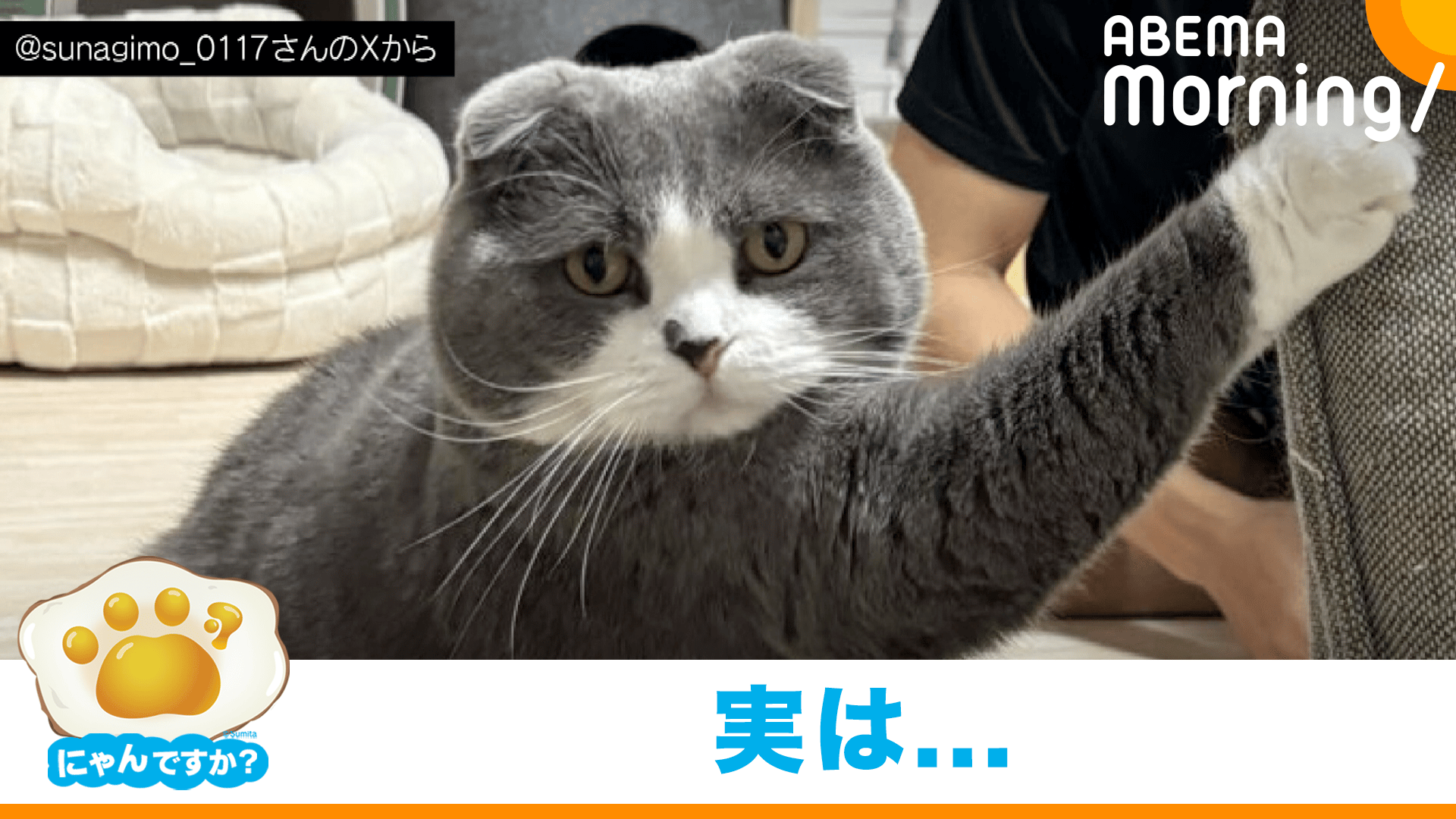 にゃんです！おまとめです！ thumb001.png?height=720&