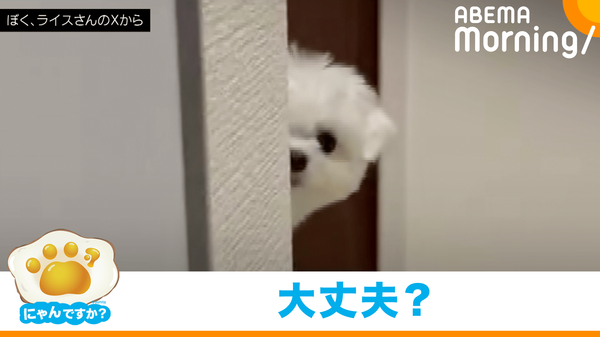 ハプニングで不機嫌に!?うるんだ瞳で見つめる犬(ポメラニアン)|にゃん