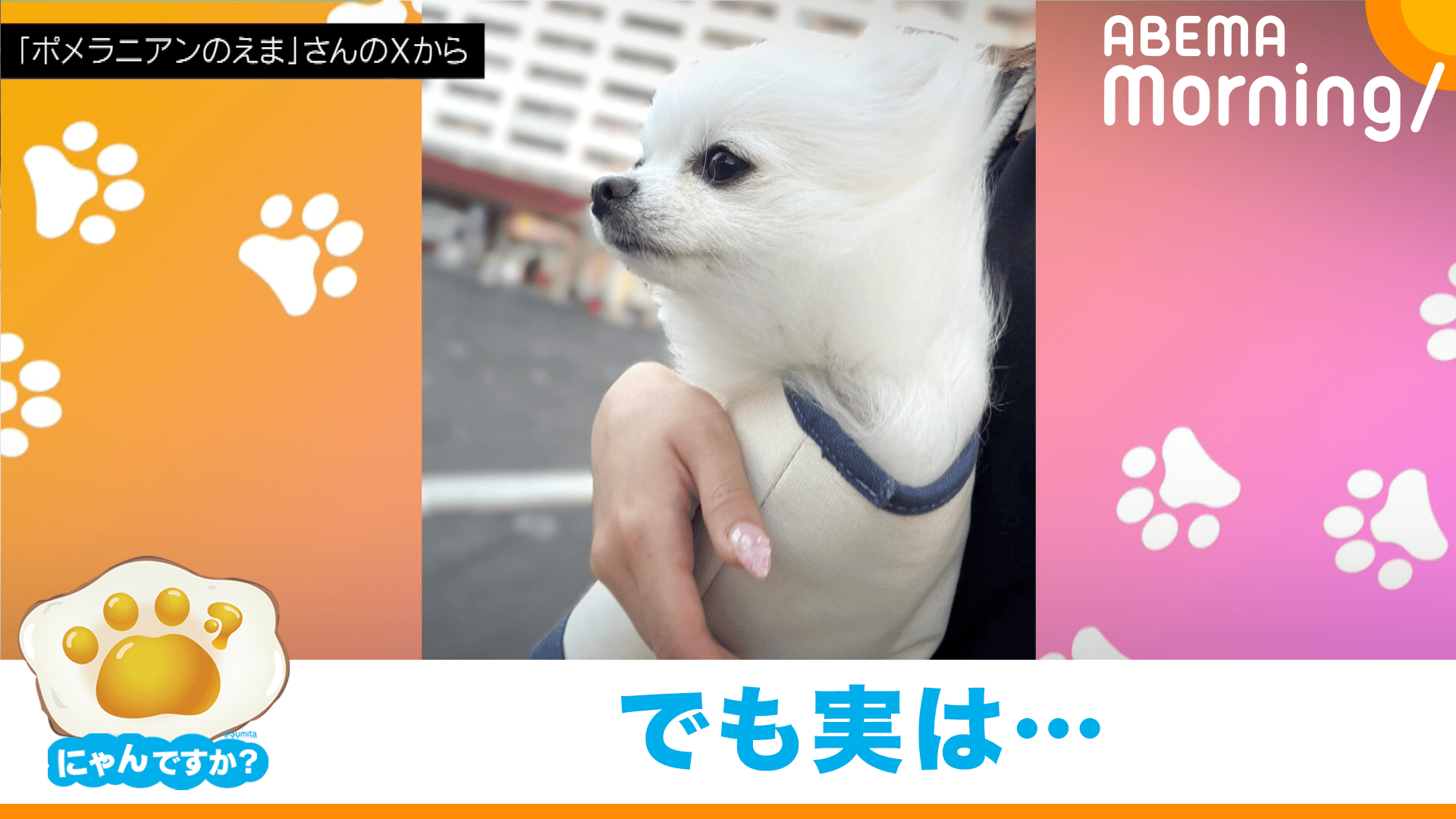 ハプニングで不機嫌に!?うるんだ瞳で見つめる犬(ポメラニアン)|にゃん
