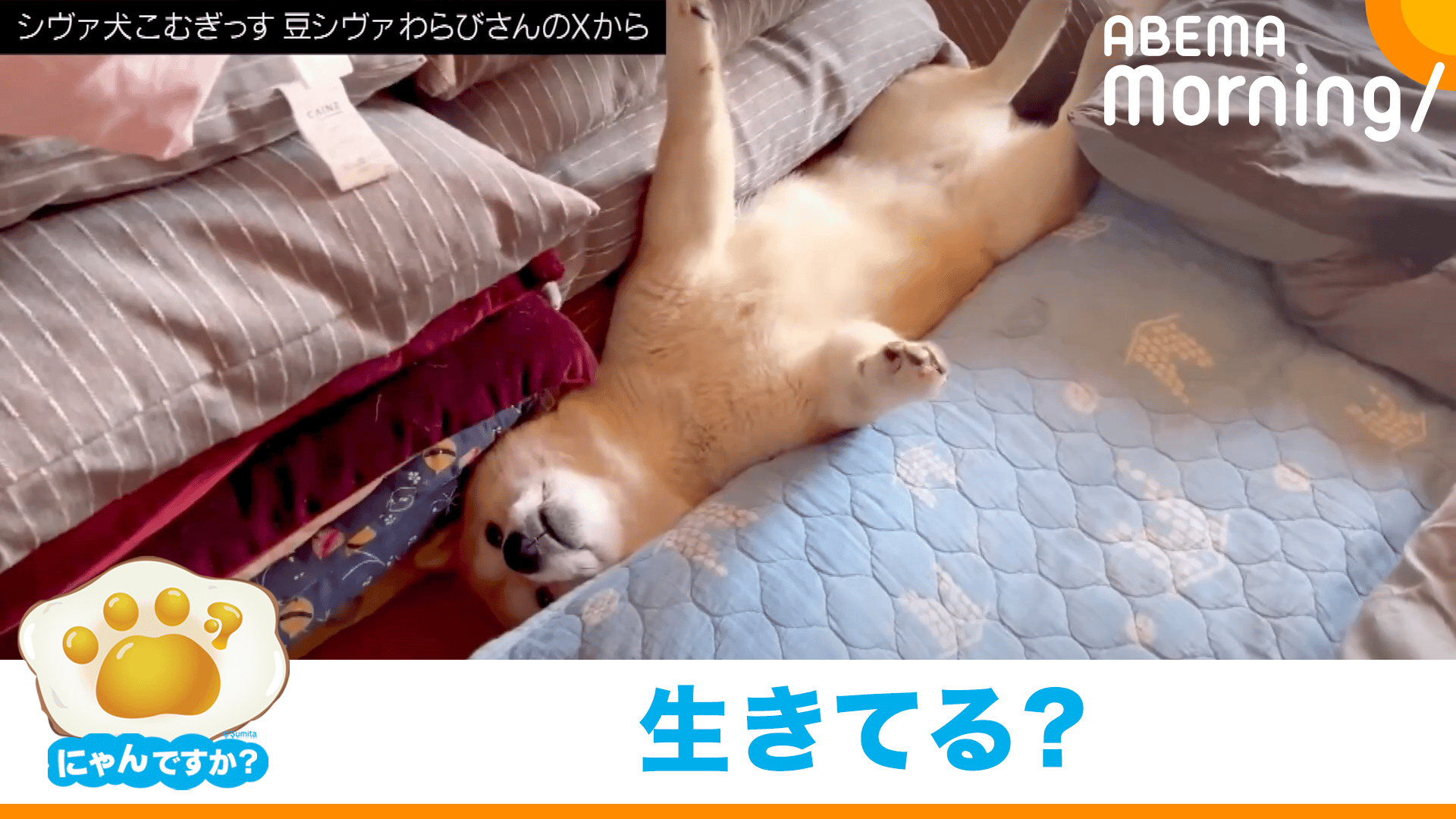 手足ピーンな柴犬 - ABEMA Morning【平日あさ7時〜生放送】 - にゃん