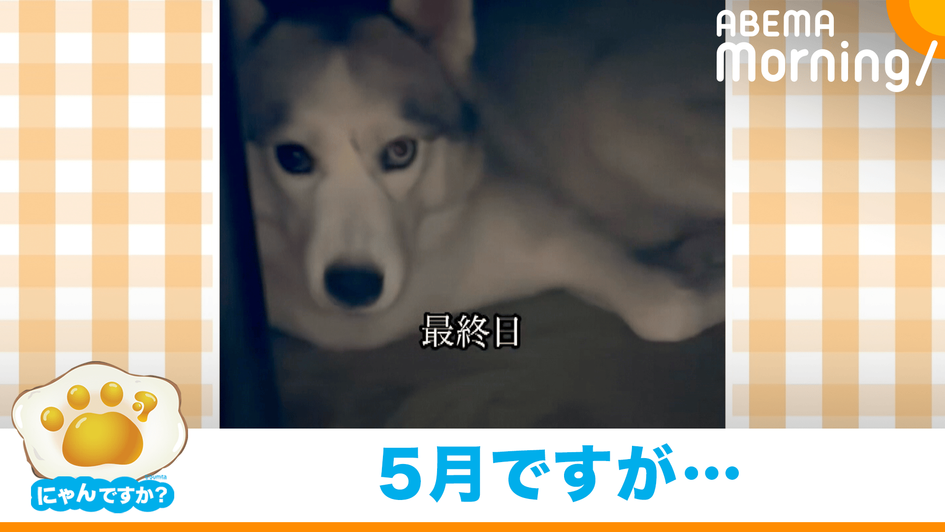 ハプニングで不機嫌に!?うるんだ瞳で見つめる犬(ポメラニアン)|にゃん
