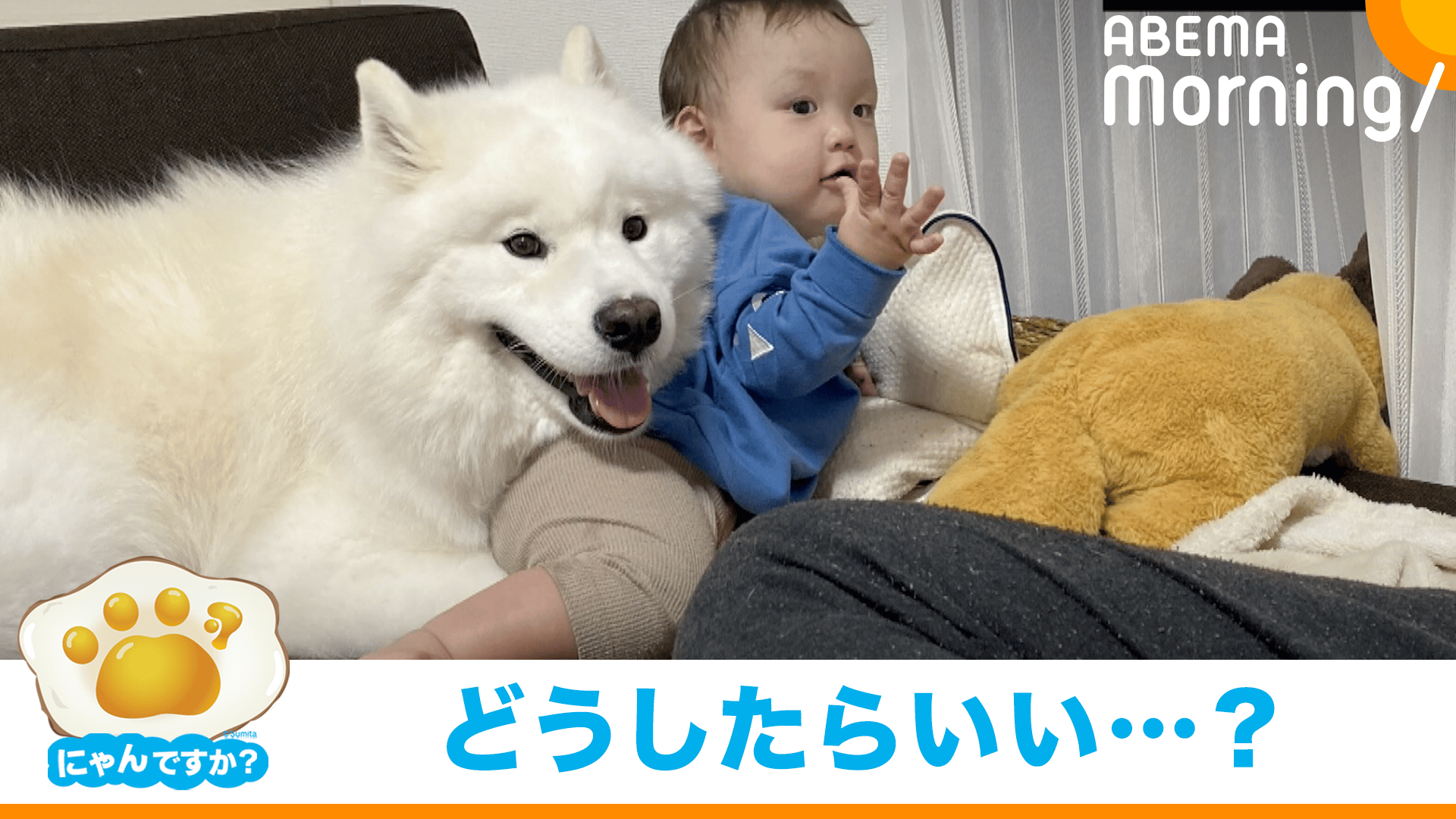 難易度高い?弟の遊びに一生懸命付き合う犬(サモエド)|にゃんですか