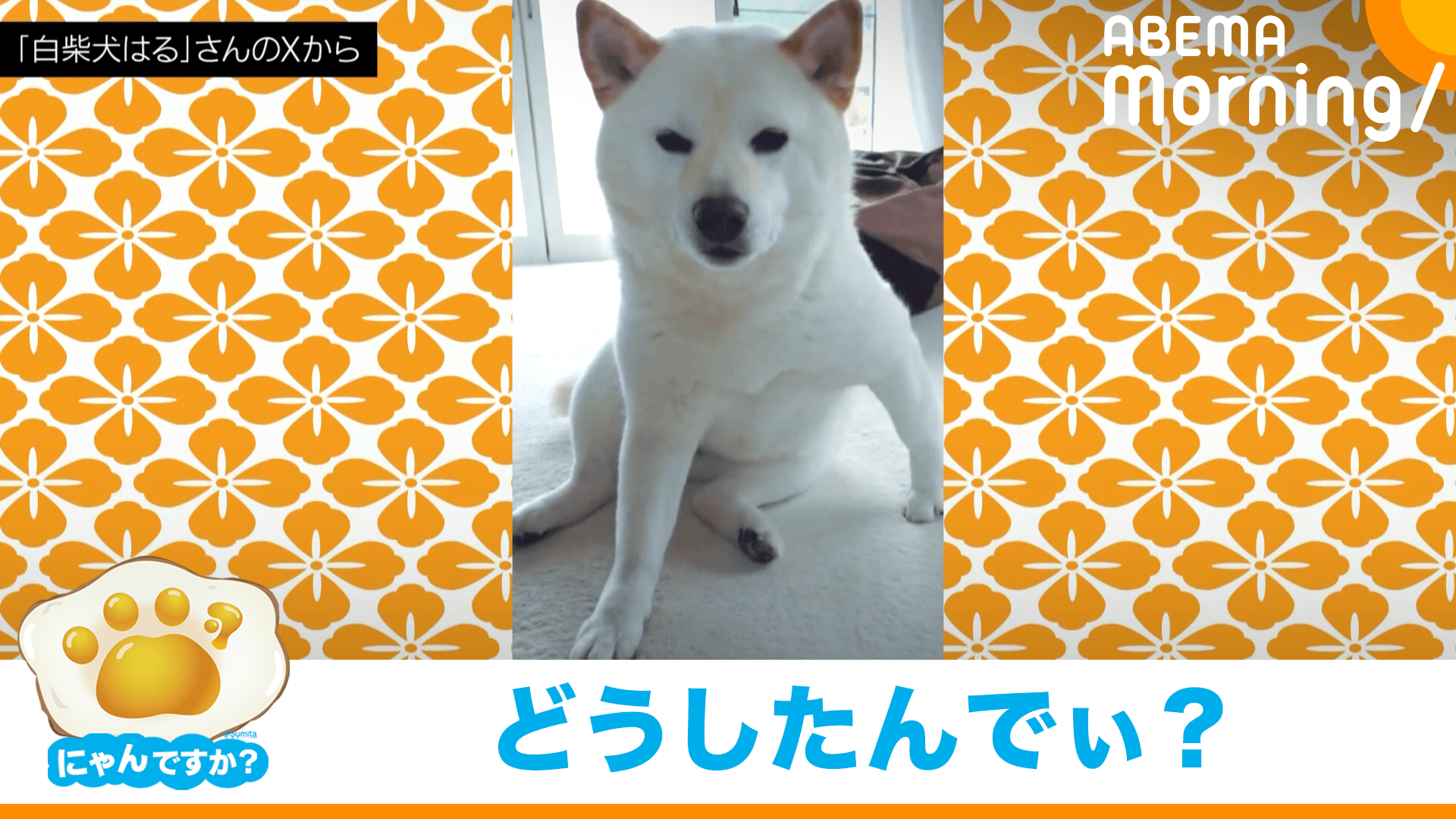 江戸っ子みたいな座り方の柴犬|にゃんですか - ABEMA Morning【平日