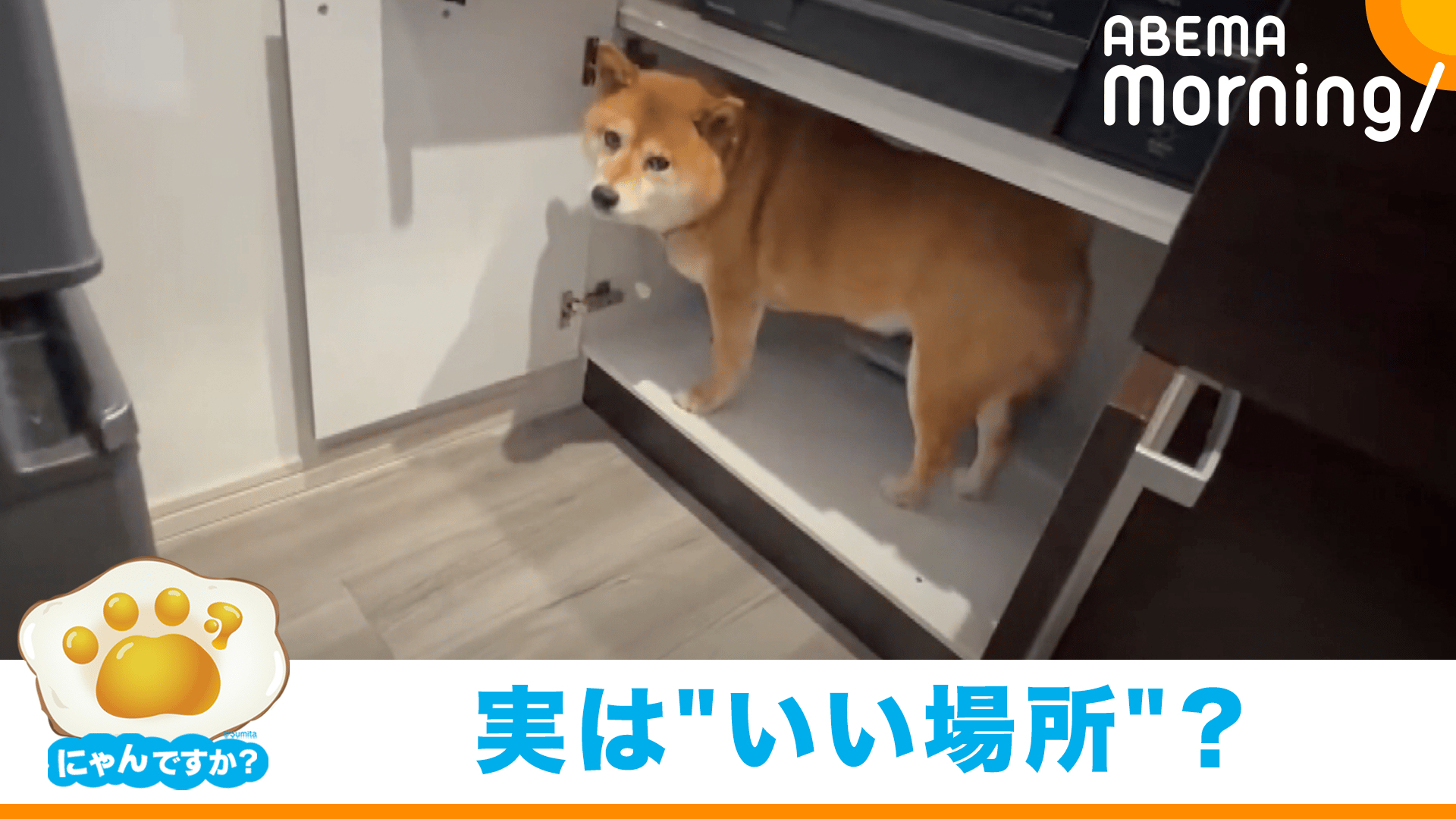 引っ越しの片づけをしていたら…柴犬が出てこない!?｜にゃんですか