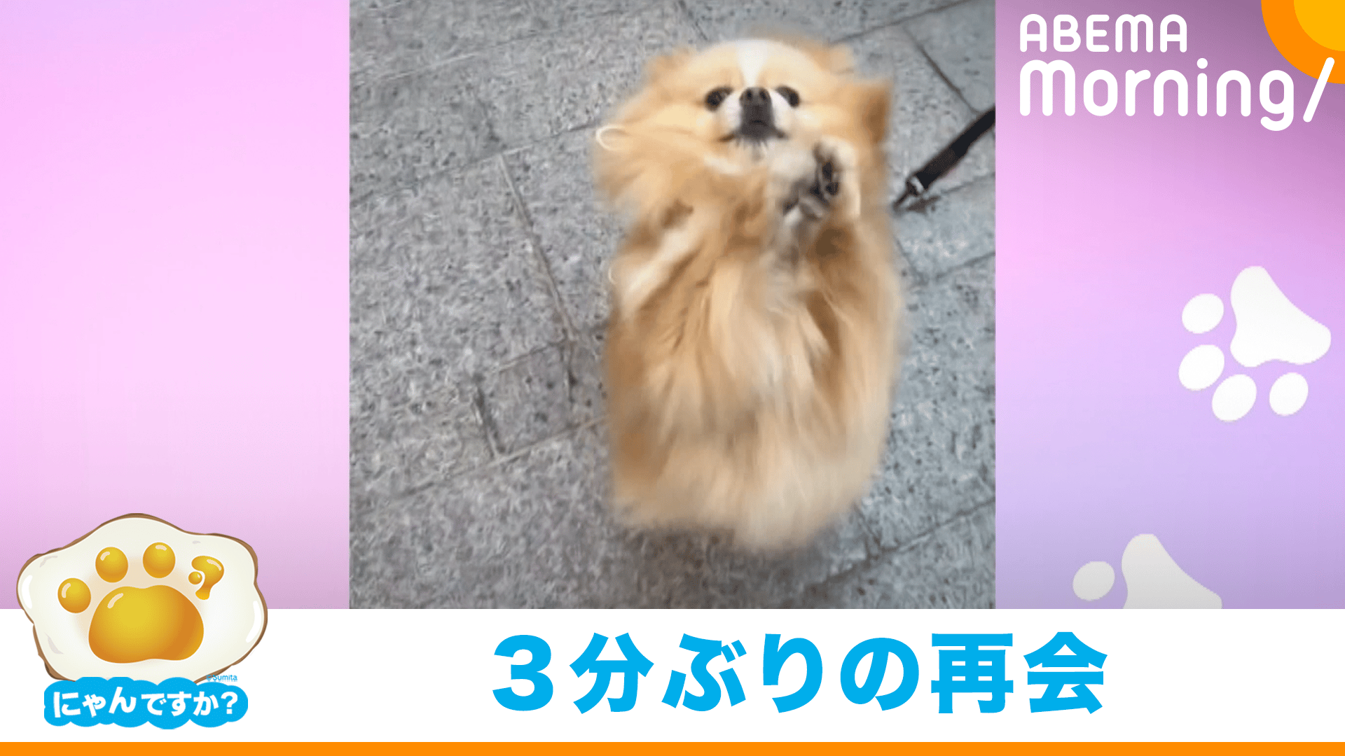 ポメラニアンの