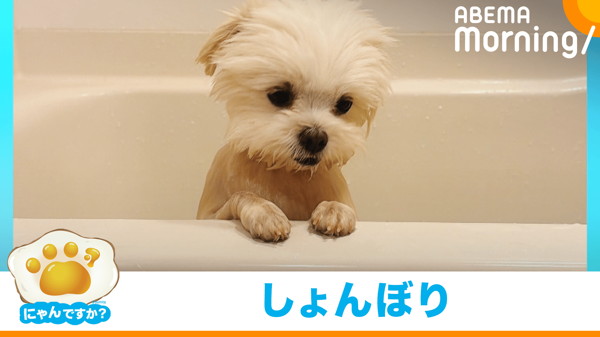 お風呂嫌いなんです…