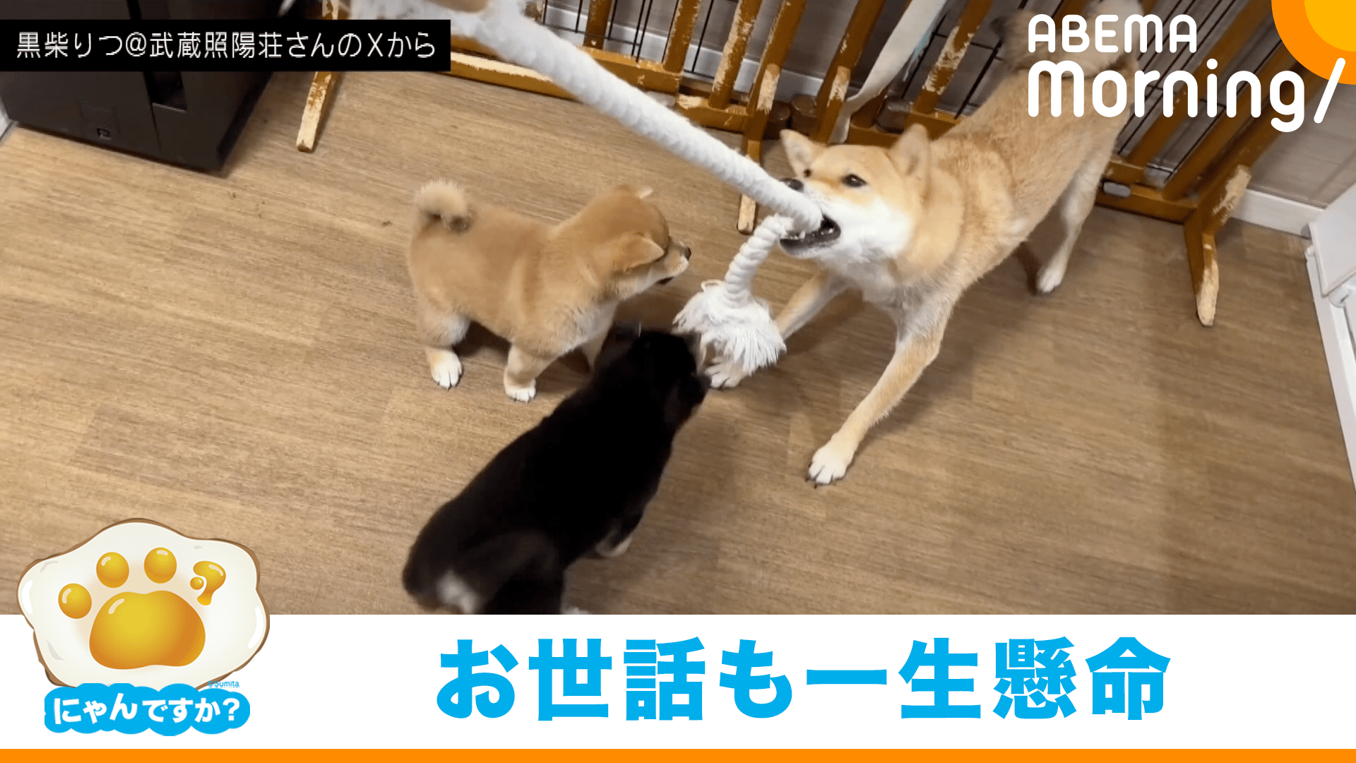 甘えん坊の柴犬女子 ママになる｜にゃんですか - ABEMA Morning【平日