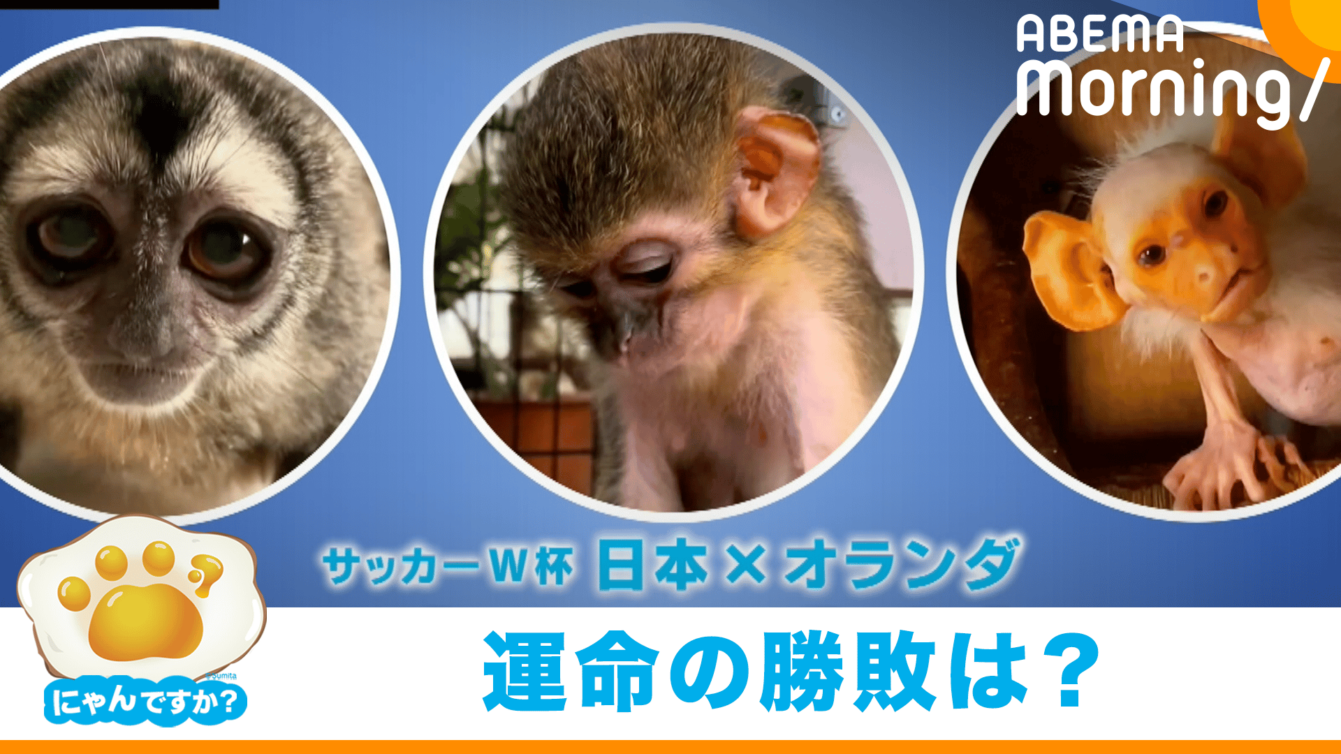 勝敗はいかに!? 日本vsオランダを占うご長寿サル - ABEMA Morning 