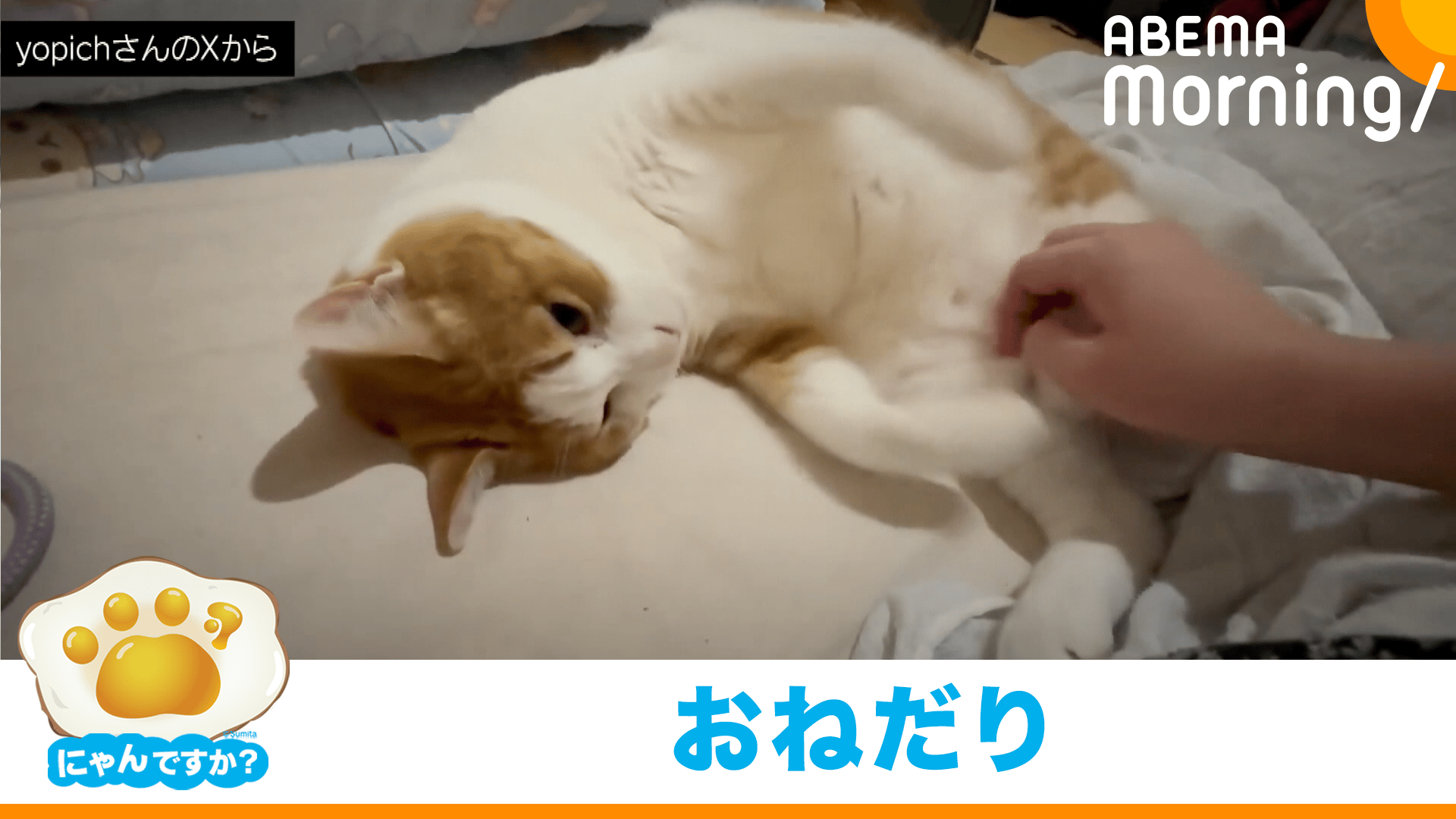 見事な構え!じゃらしの達人猫｢にゃんですか｣ - ABEMA Morning【平日