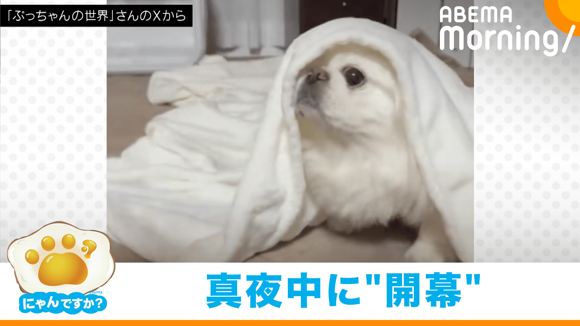 にゃんですか」あくび編 - ABEMA Morning【平日あさ7時〜生放送