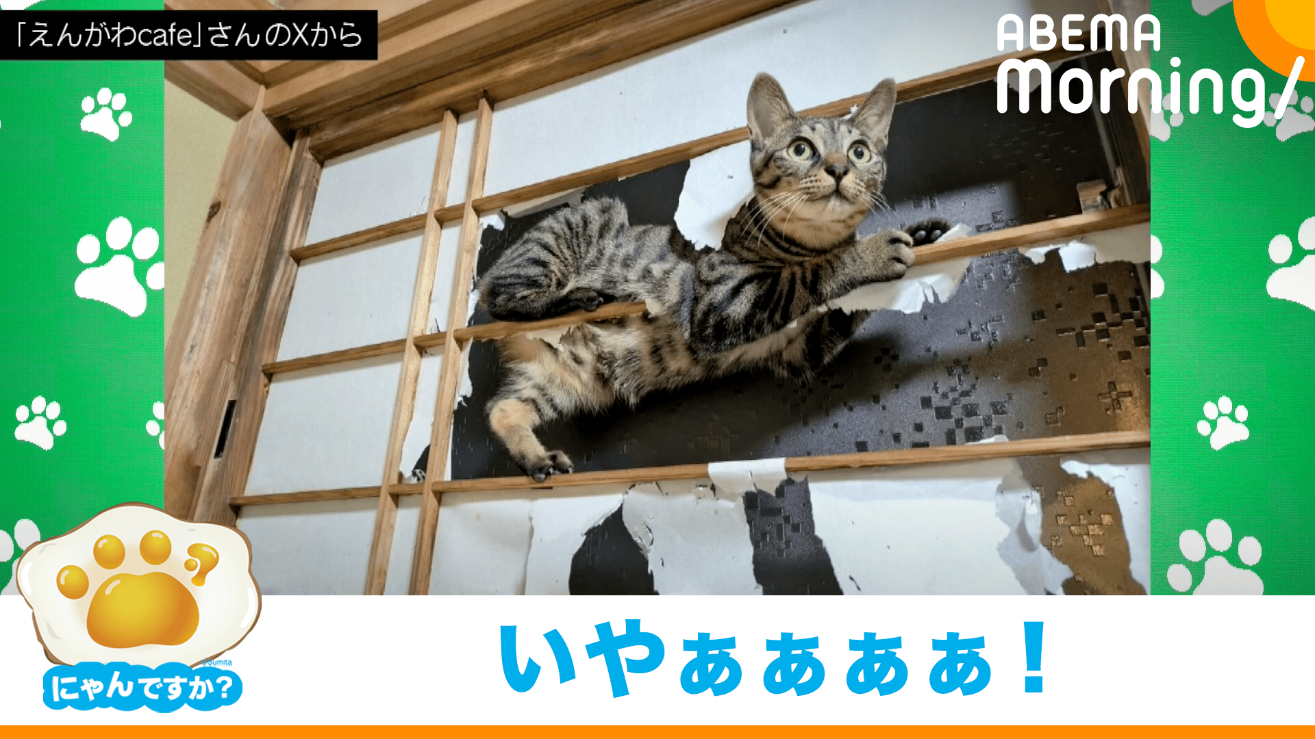 見事な構え!じゃらしの達人猫｢にゃんですか｣ - ABEMA Morning【平日