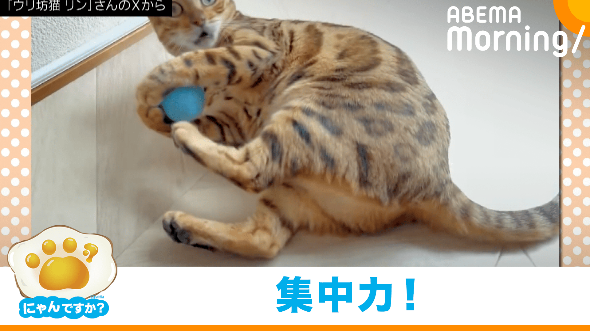見事な構え!じゃらしの達人猫｢にゃんですか｣ - ABEMA Morning【平日