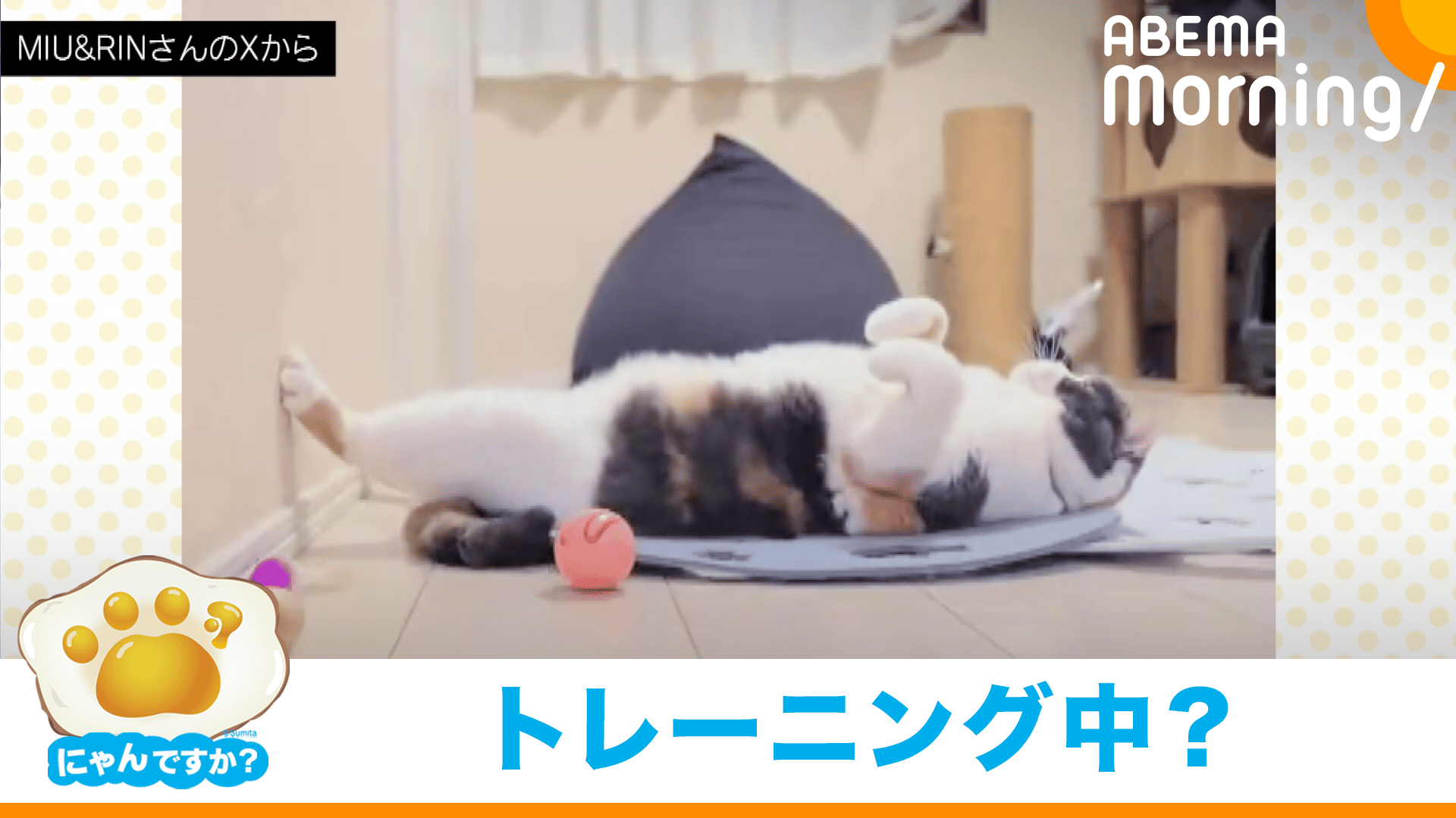 夏に向けて追い込み？腹筋するネコ - ABEMA Morning【平日あさ7時