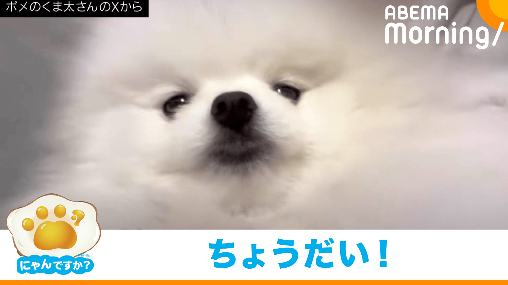 ☆受付中！☆ポメラニアン おねだり上手なポメラニアン - ABEMA Morning【平日あさ7時〜生放送