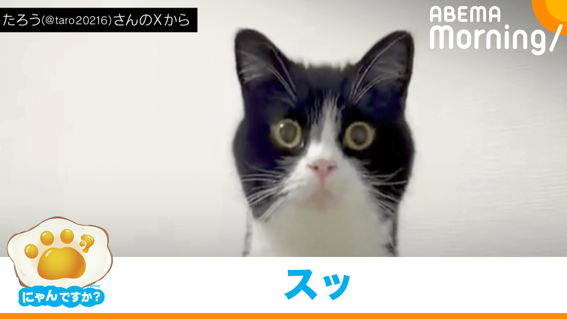 にゃんですか」あくび編 - ABEMA Morning【平日あさ7時〜生放送