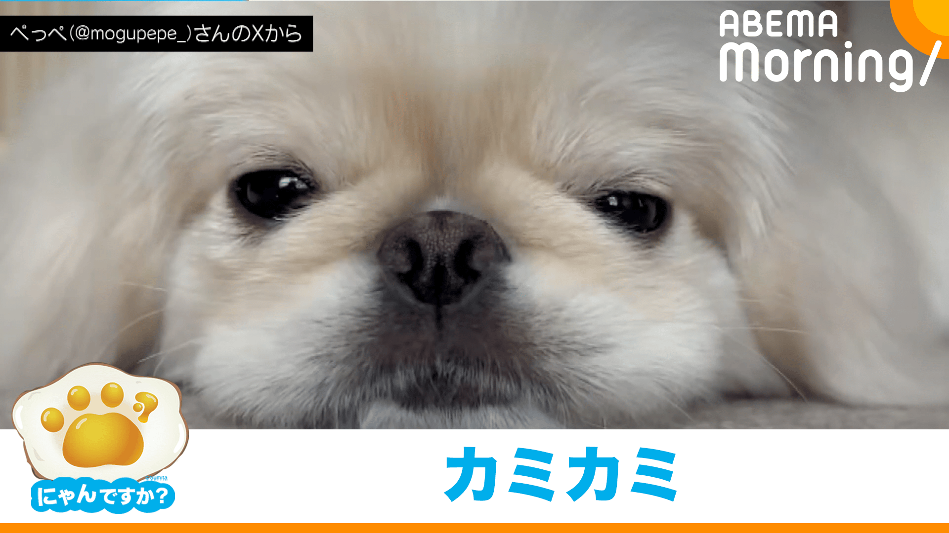 にゃんですか」あくび編 - ABEMA Morning【平日あさ7時〜生放送
