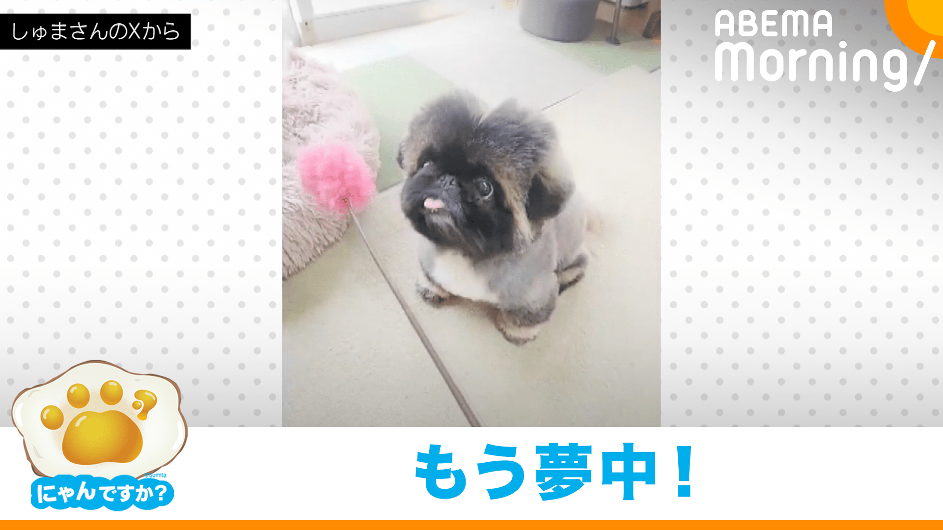 にゃんですか」あくび編 - ABEMA Morning【平日あさ7時〜生放送