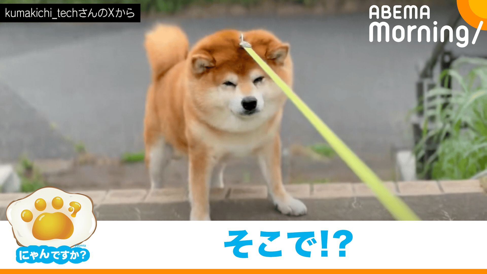 あと一段で「柴拒否」が発動する柴犬|にゃんですか - ABEMA Morning