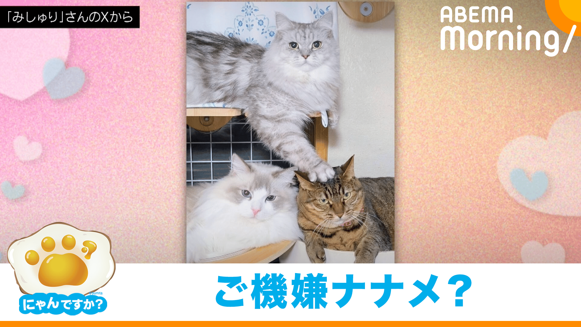 足を退けるにゃ！」ニャンとも不機嫌な写真撮影 | にゃんですか