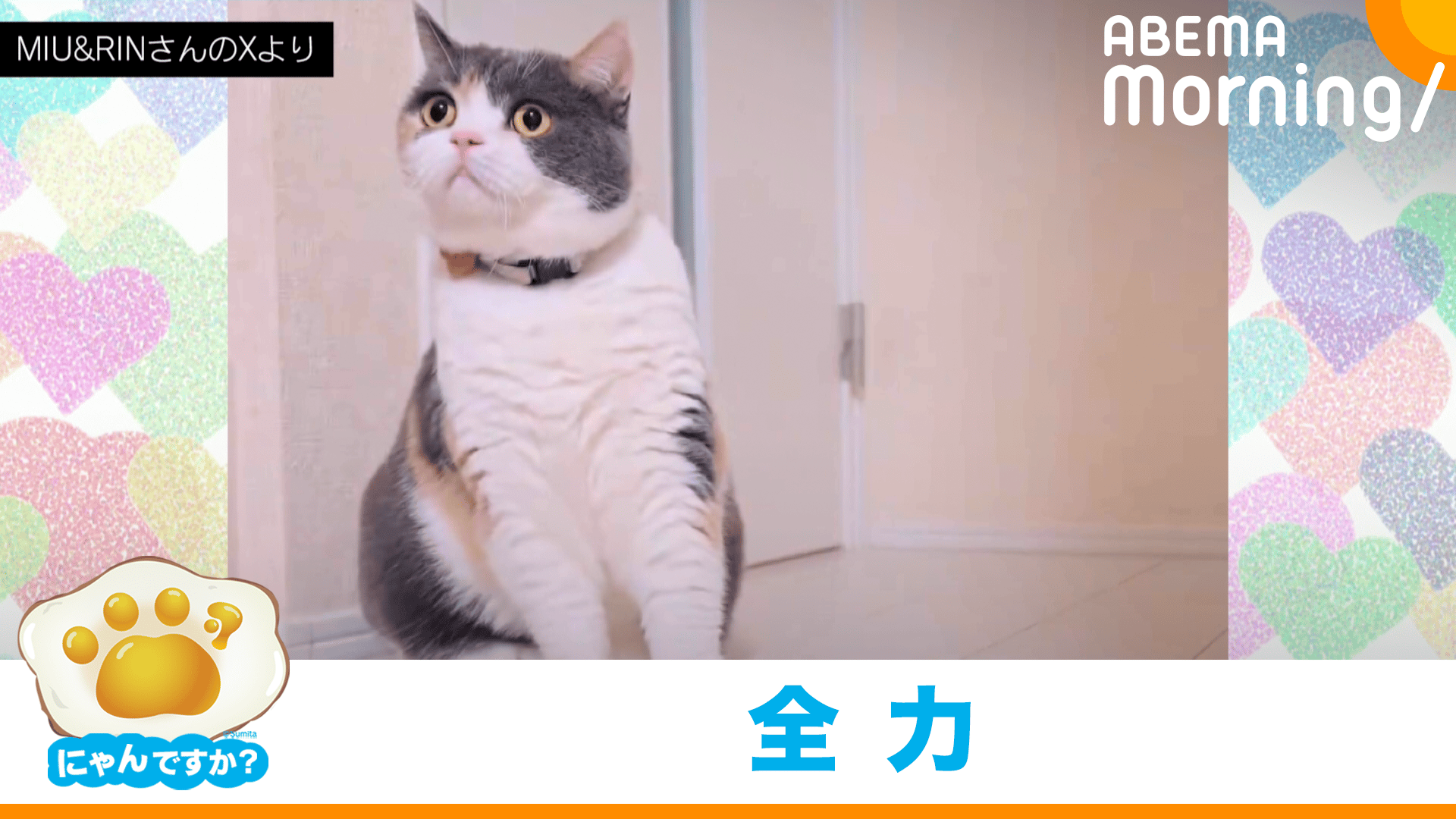 目的地のない全力ジャンプを披露するネコ | にゃんですか - ABEMA