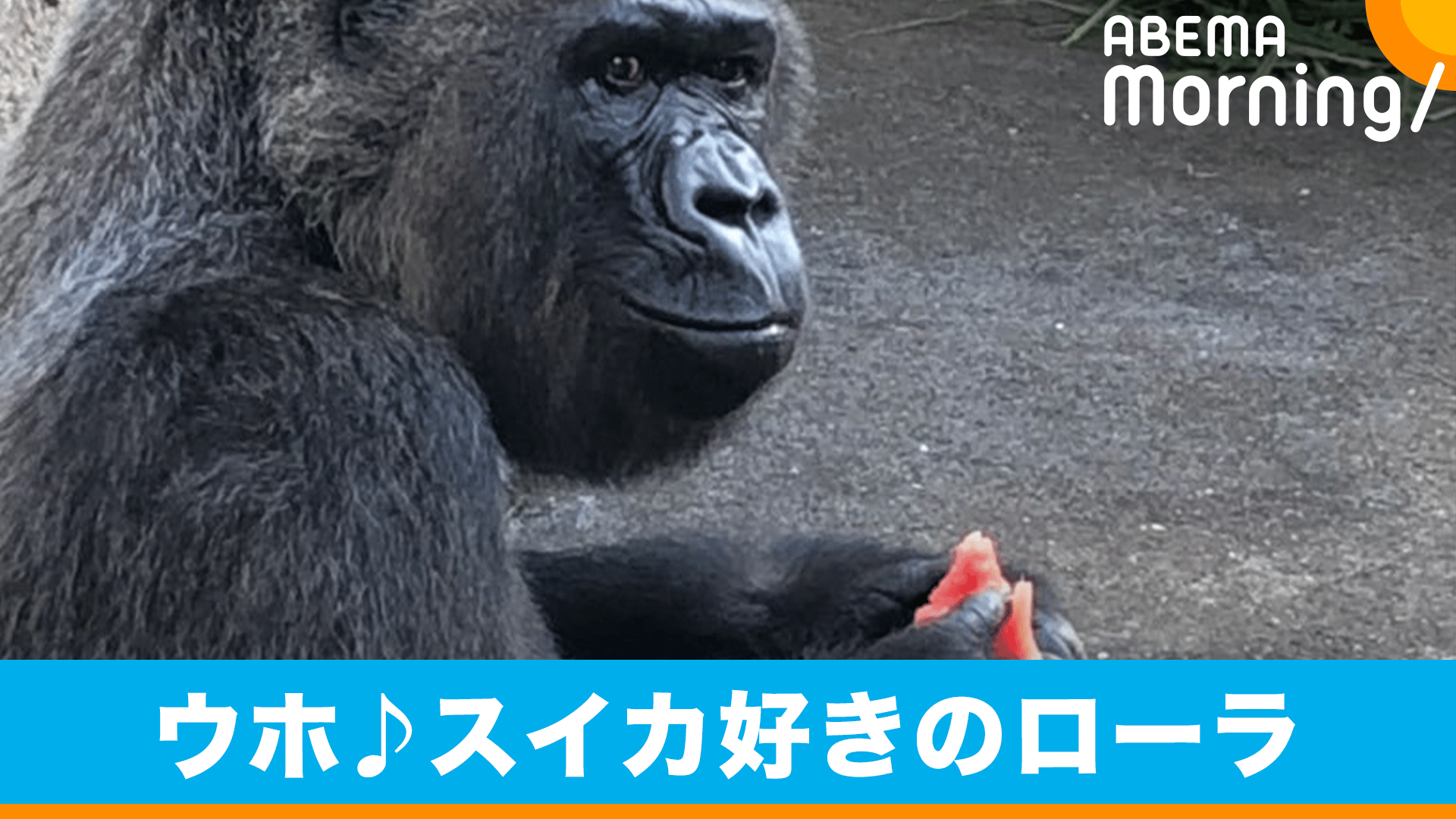 ゴリラ専用出品ですのでそれ以外の方はノーマルカード送ります。 佐和