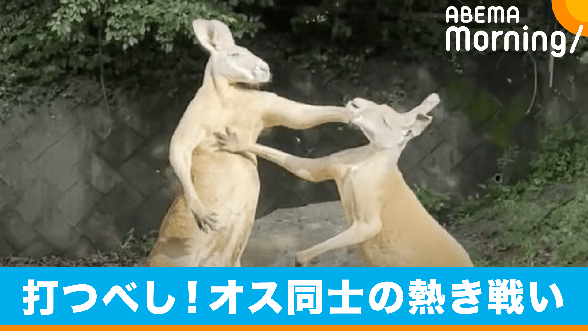 thumb001.png?height=720&