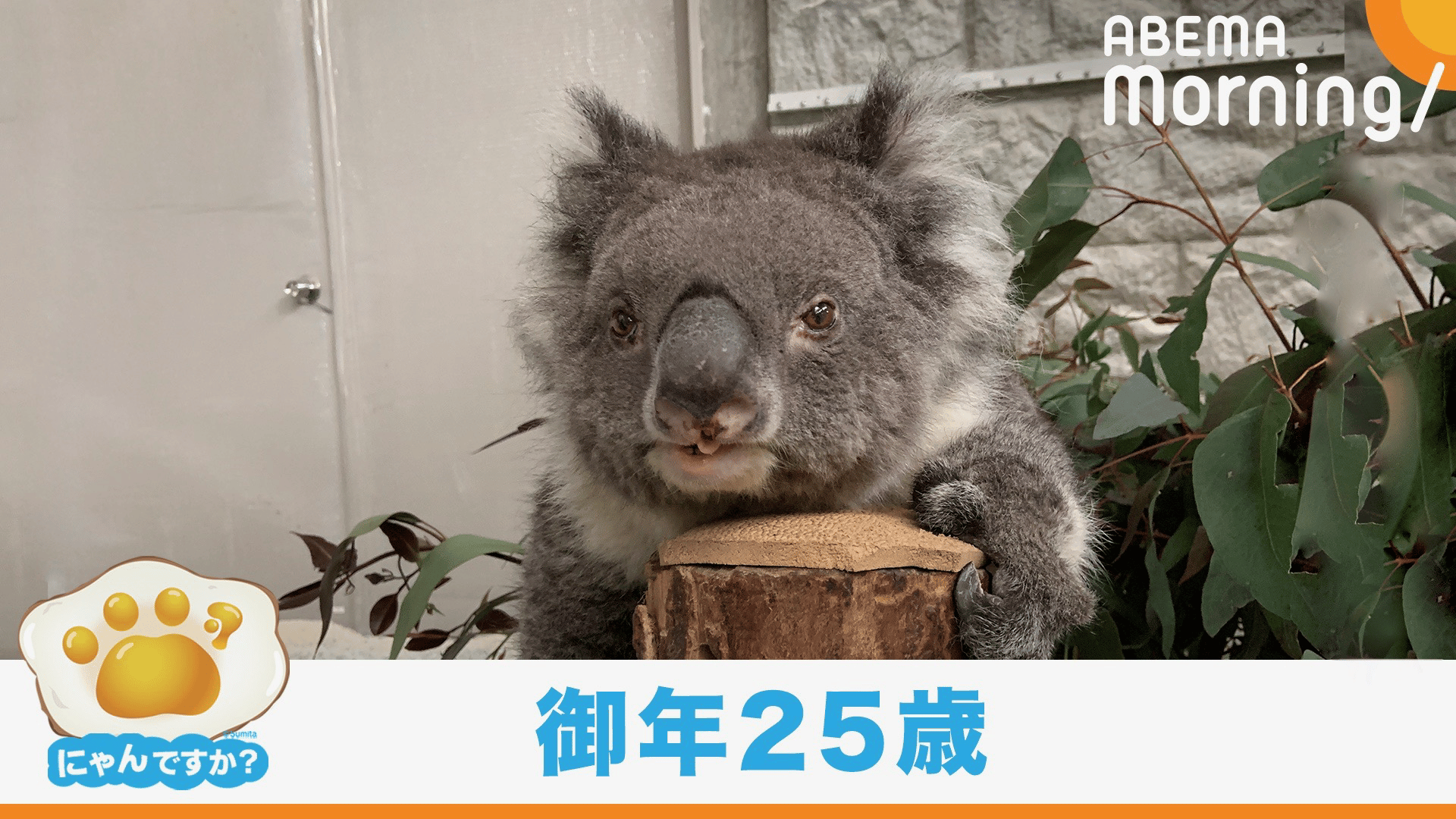 thumb001.png?height=144&