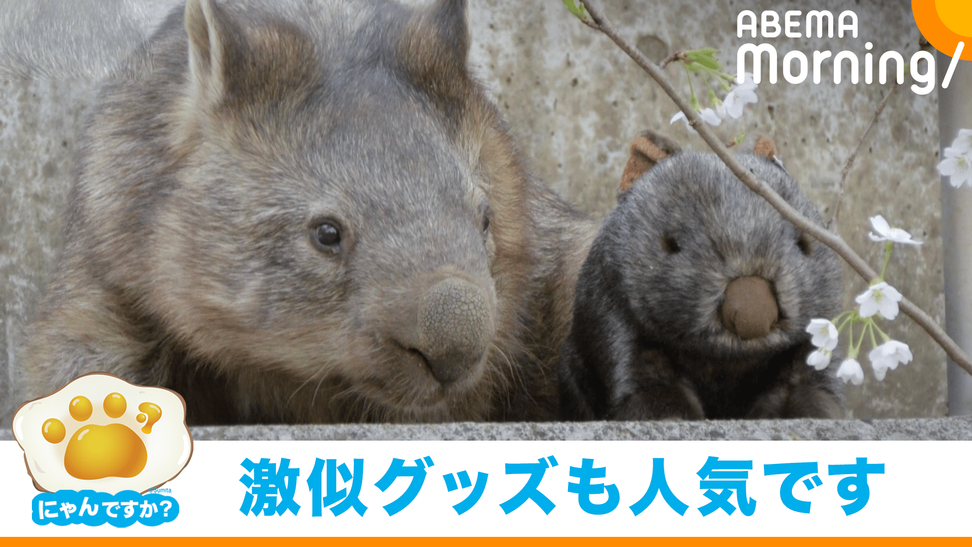 にゃんですか」ウォンバット編 - ABEMA Morning【平日あさ7時〜生放送