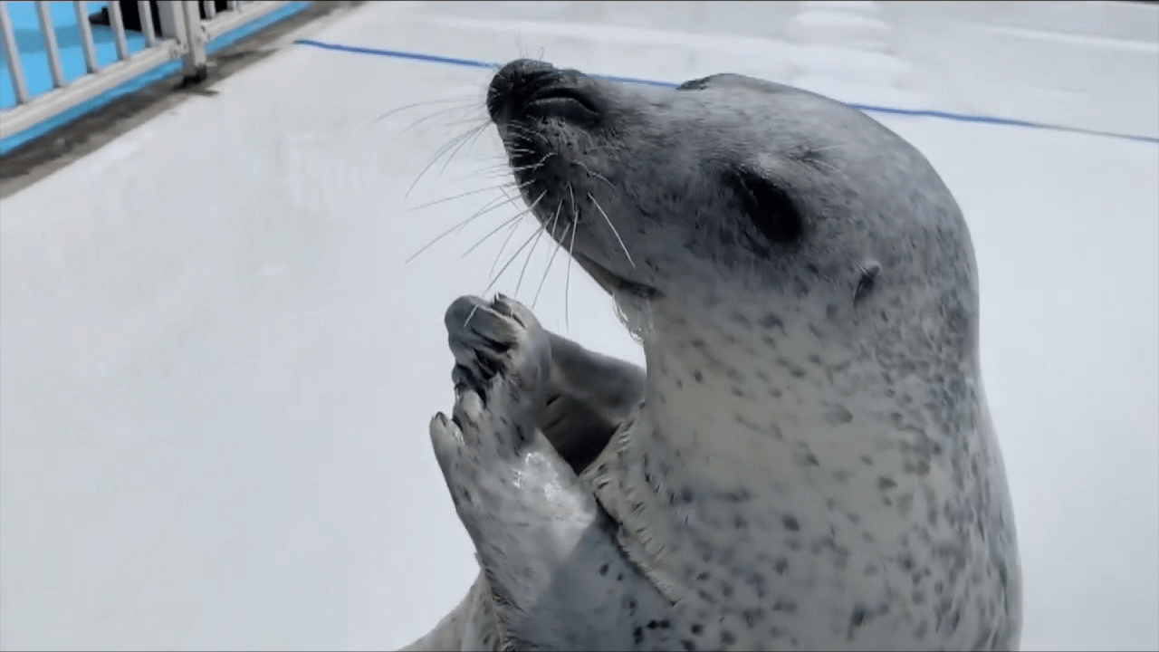 華麗な腹筋!芸達者な高齢アザラシ