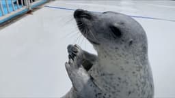 華麗な腹筋!芸達者な高齢アザラシ