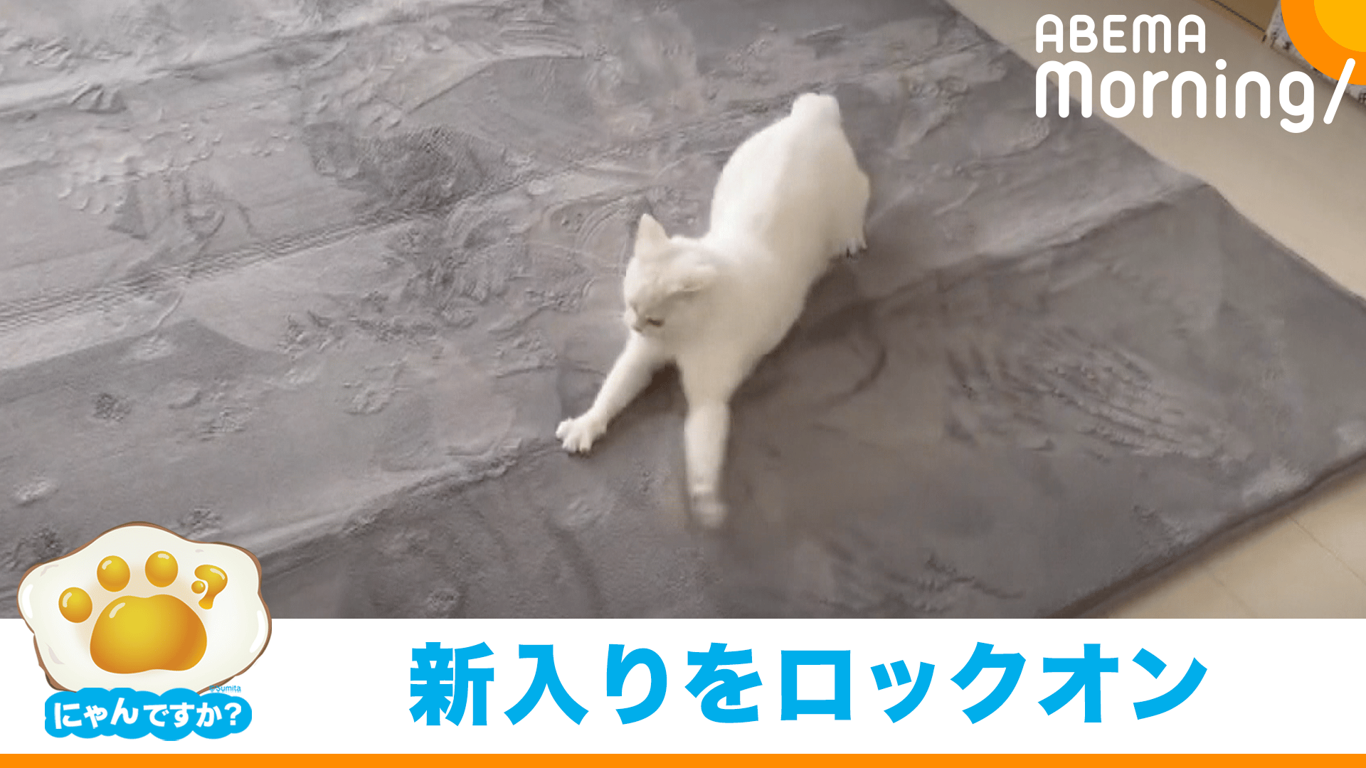 にゃんですか」オラつく猫編 - ABEMA Morning【平日あさ7時〜生放送