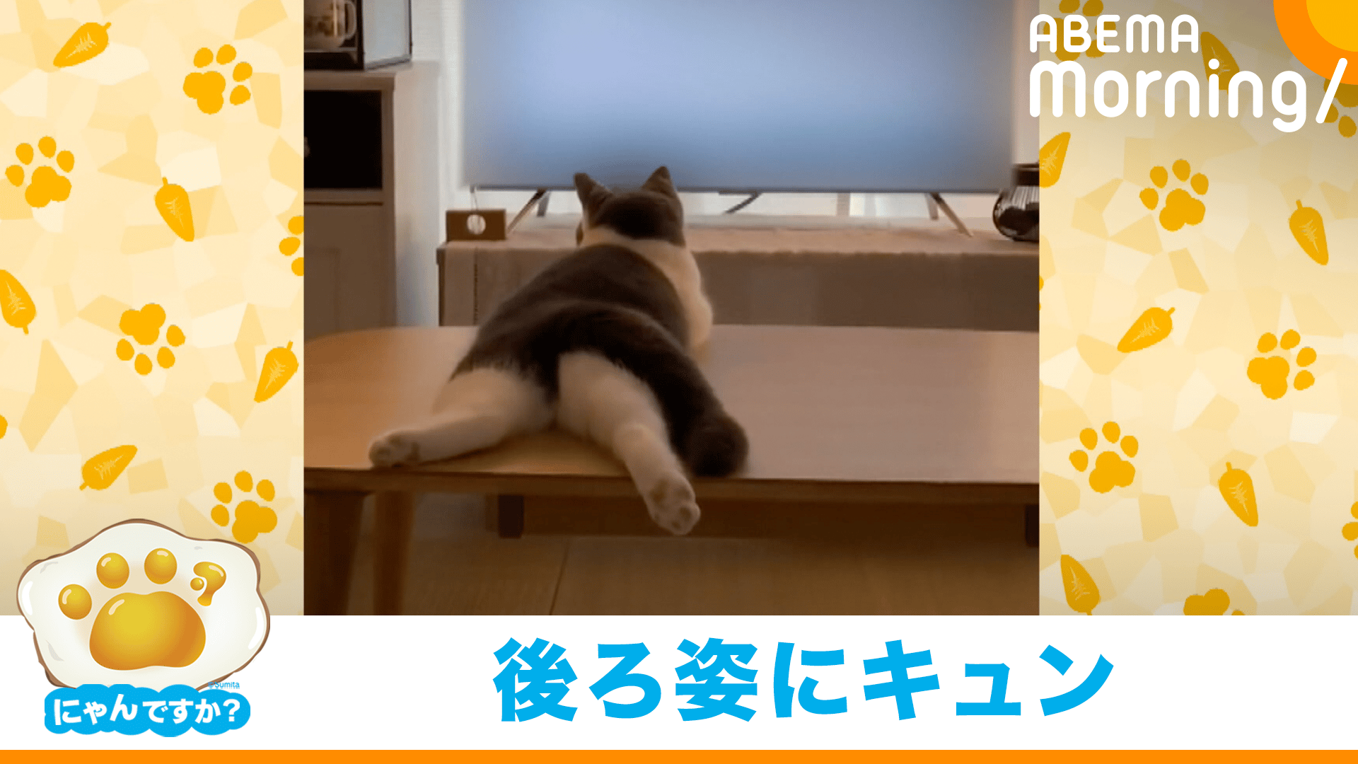 にゃんですか」うつぶせ猫編 - ABEMA Morning【平日あさ7時〜生放送