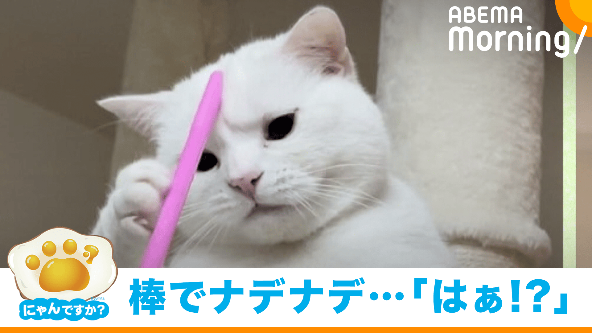ねこにゃんです。 にゃんですか」イライラ猫編 - ABEMA Morning【平日あさ7時〜生放送