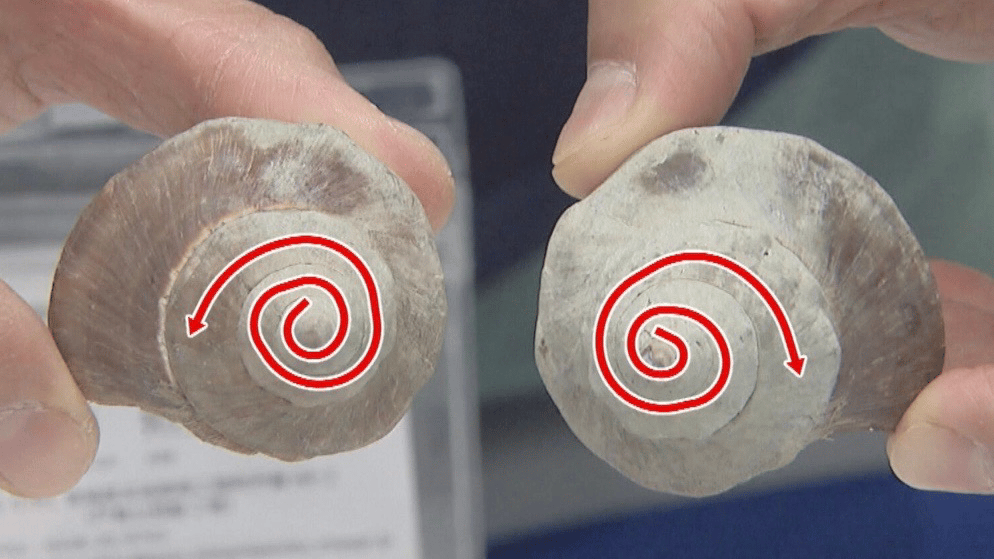 1万個に1つ左巻きのツブ貝